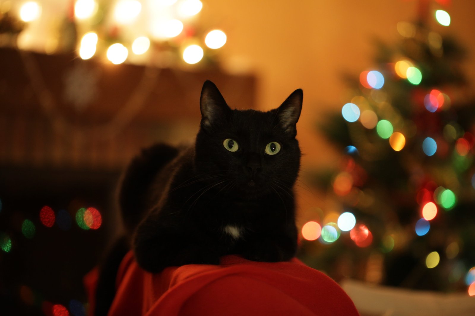 christmas cat tree holiday swag black domestic 2k 4k 5k