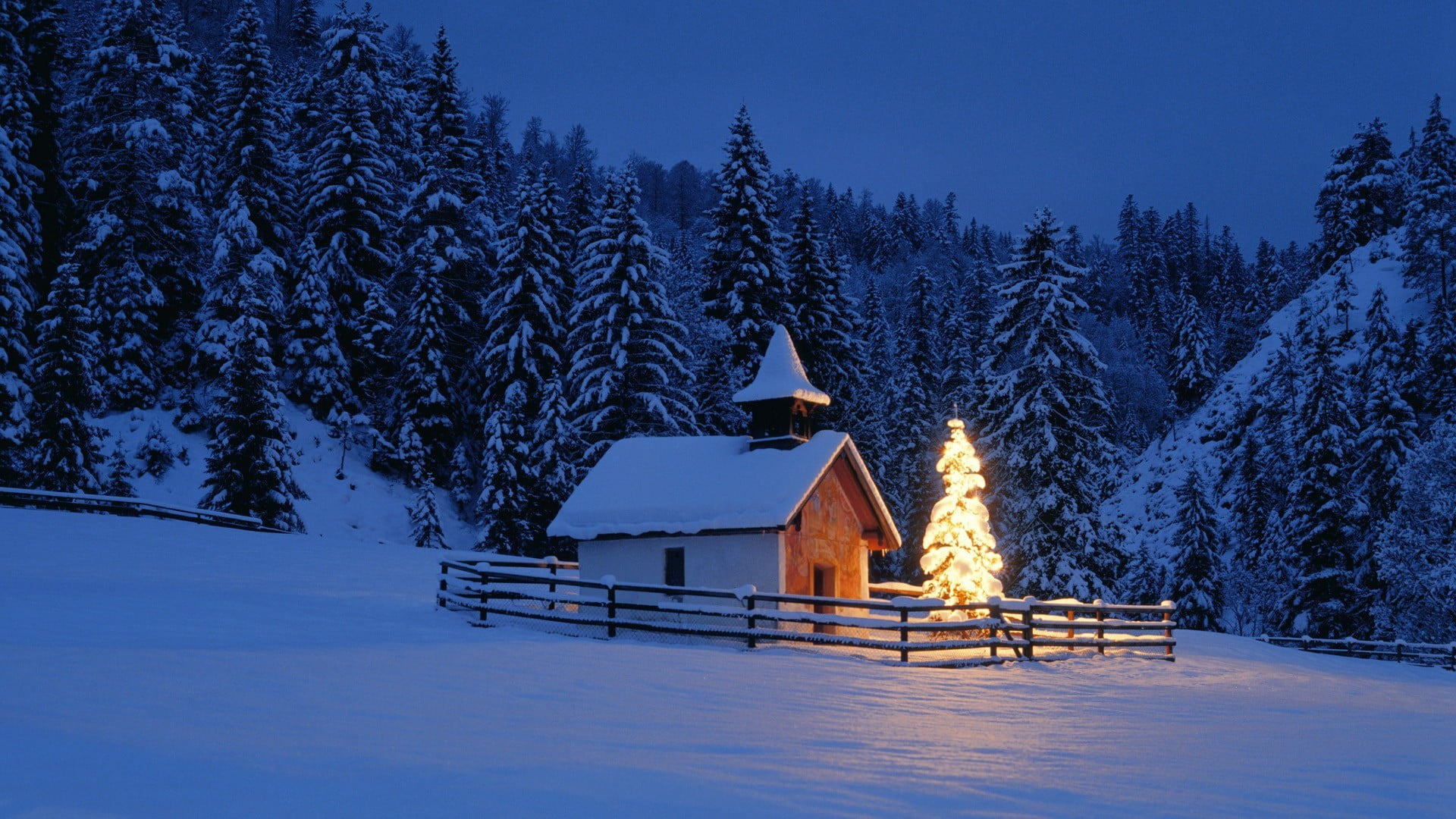 snow covered house near pine trees at nighttime Christmas Tree