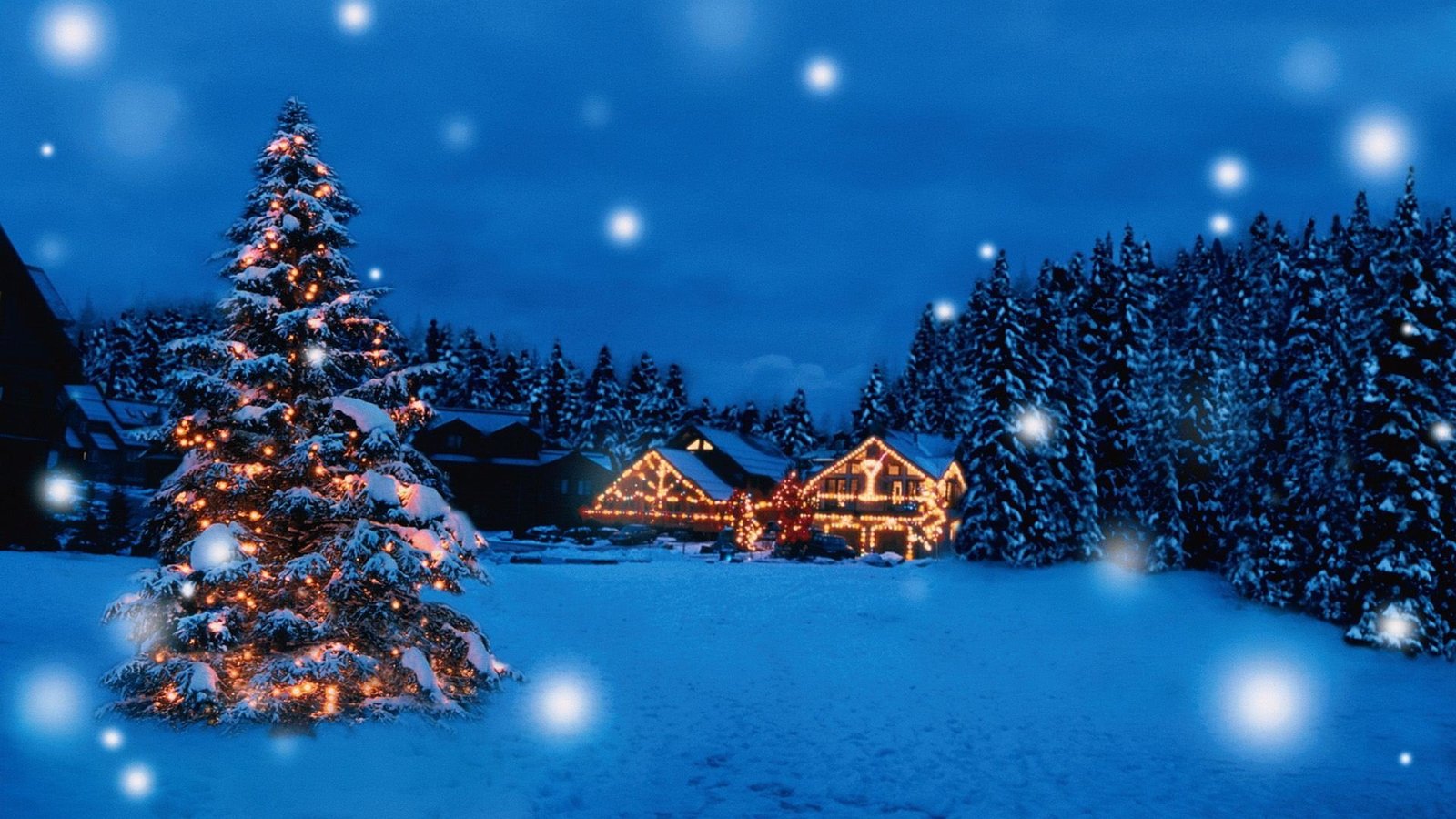 px Beautiful christmas gift holiday merry Santa snow tree winter Animals Bears HD Art 3