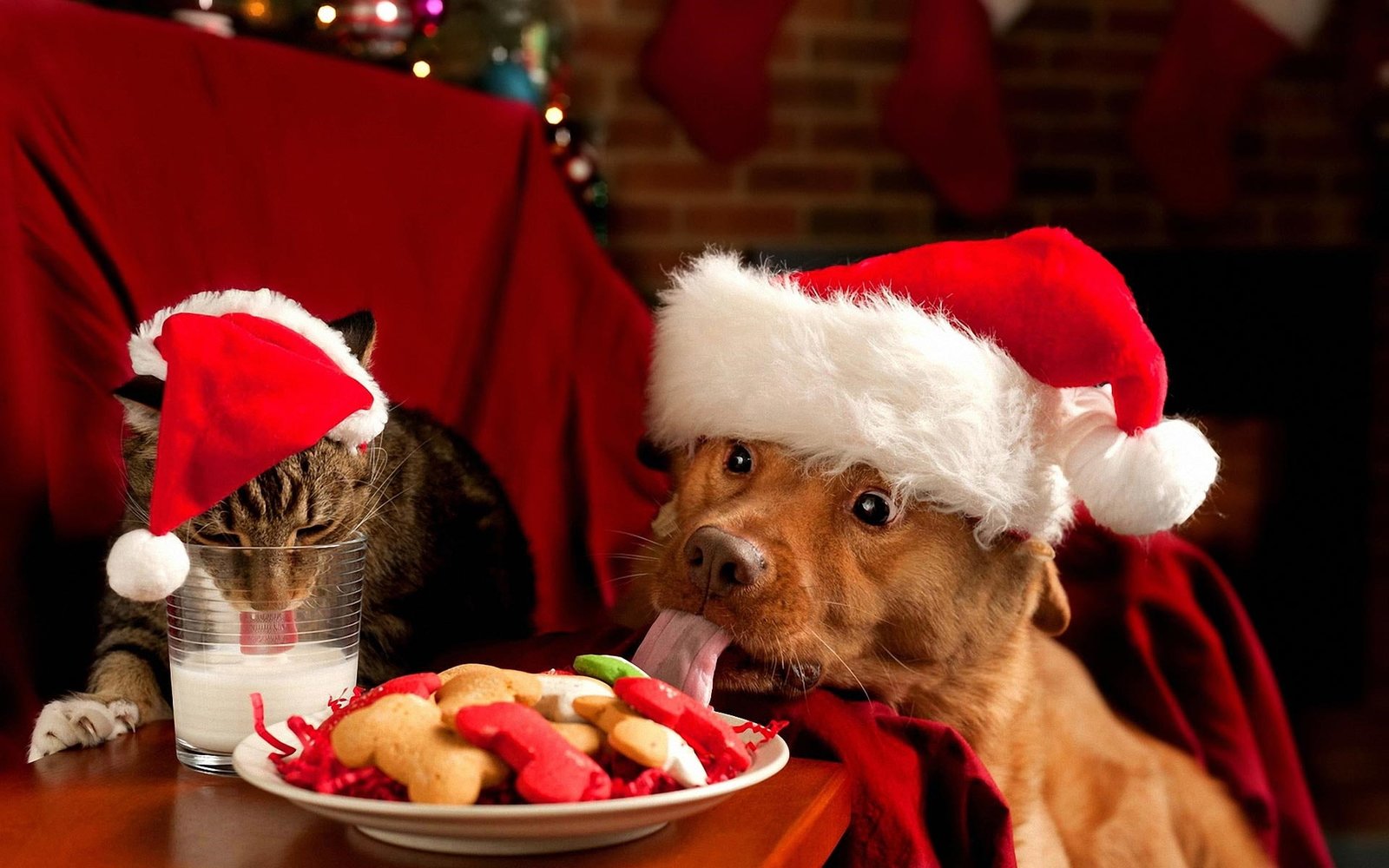 Dog Cat Christmas Cookies HD brown short coat small dog; santa hat; dog bone food