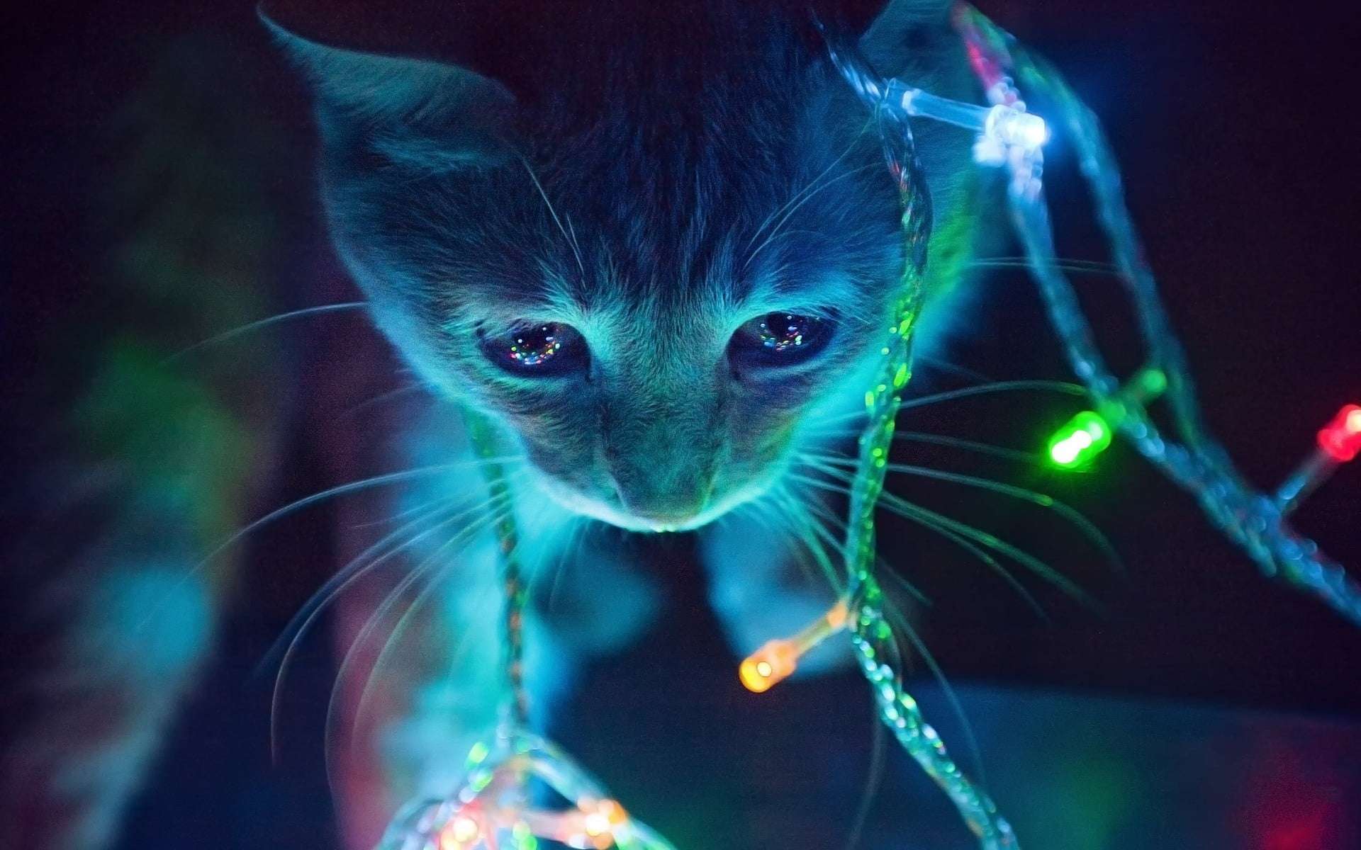 green and pink string lights shallow focus photography of orange Tabby cat