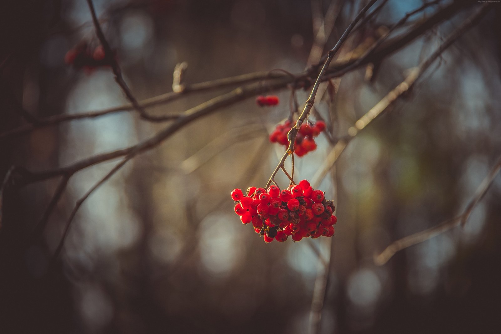 autumn blur Viburnum tree 2k 4k 5k