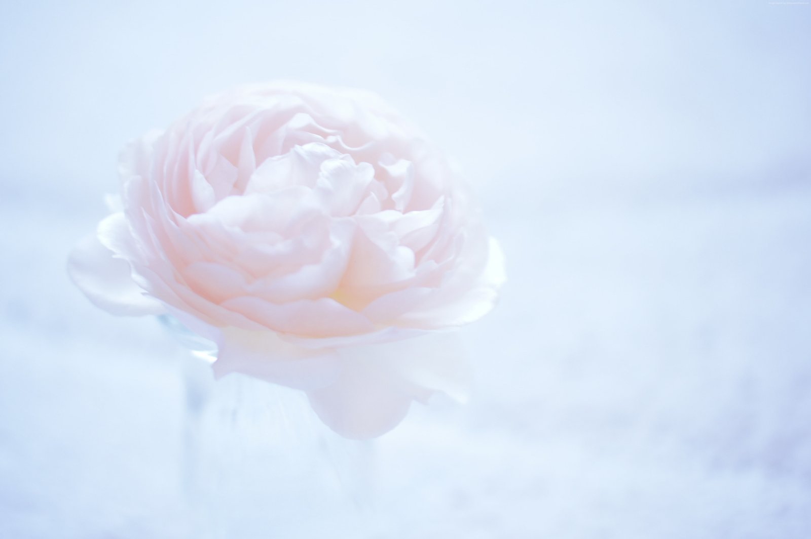 flower Camellia pink beauty in nature rose 2k 4k 5k