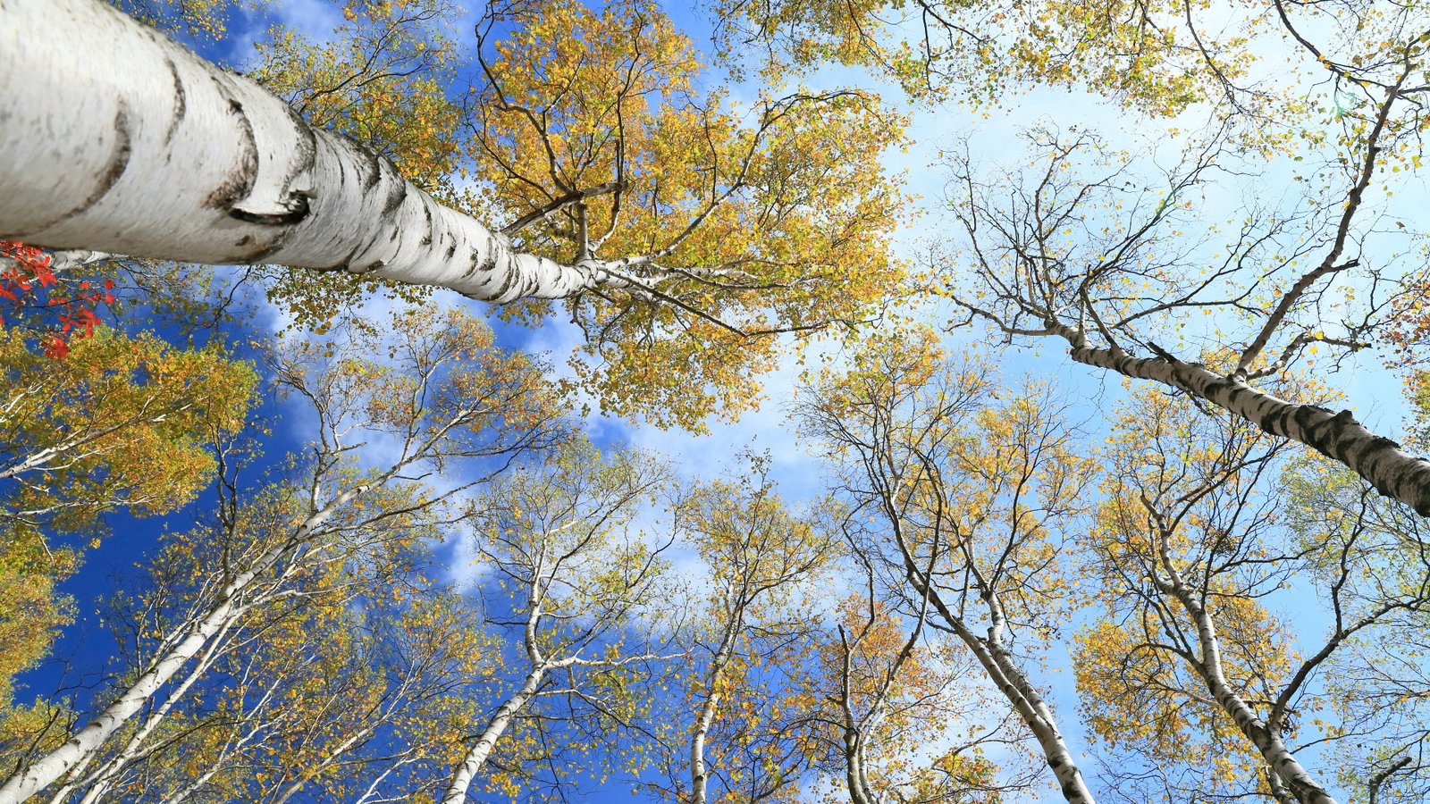 for desktop tree plant low angle view branch nature 2k 4k 5k 8k