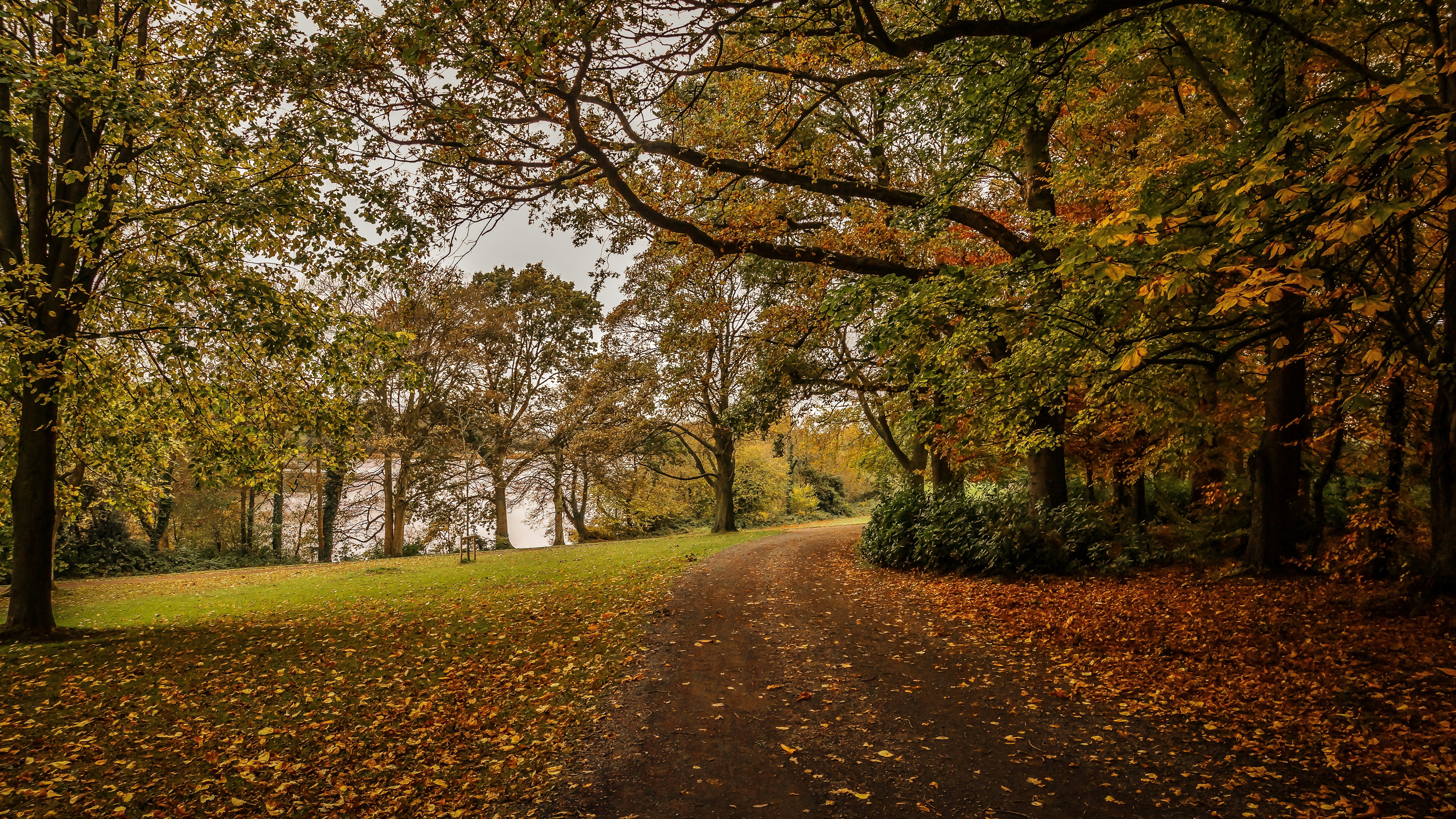 nature picture tree plant autumn change the way forward 2k 4k 5k 8k