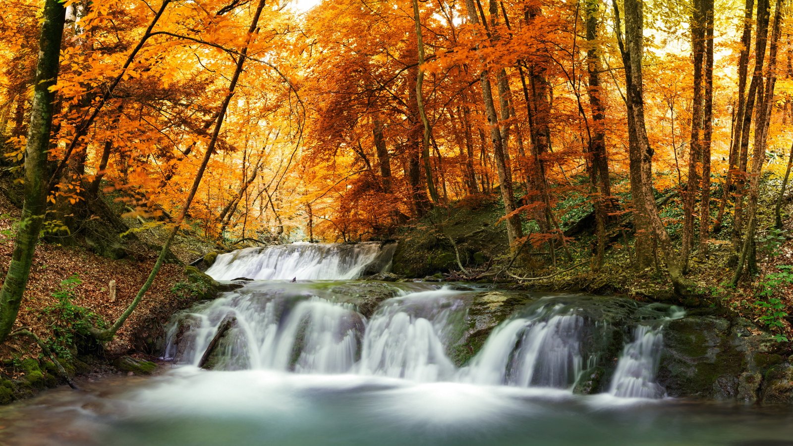 nature scene hd tree forest autumn plant scenics 2k 4k 5k 8k