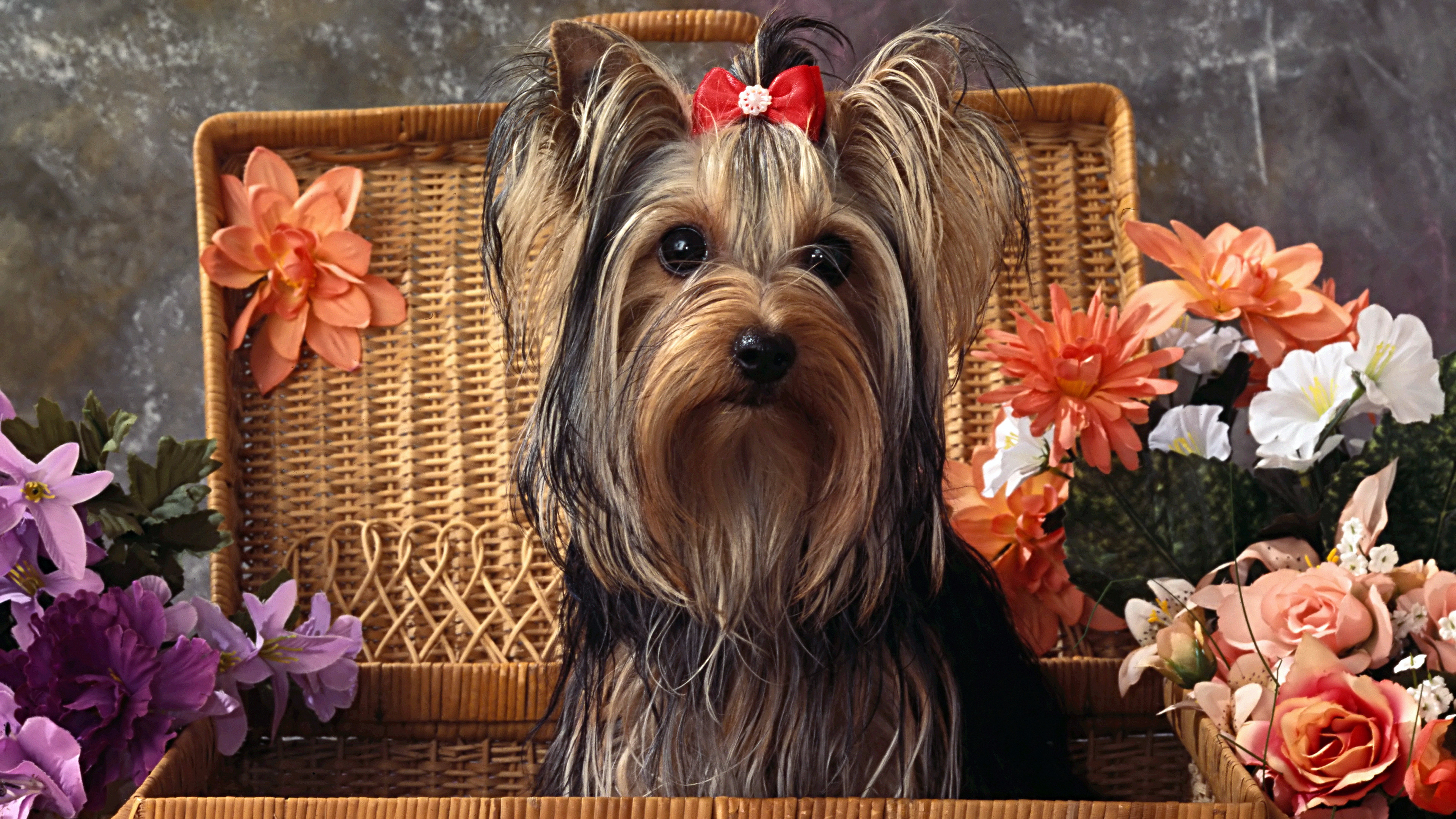 picture of a yorkshire terrier dog mammal canine pets 2k 4k 5k 8k