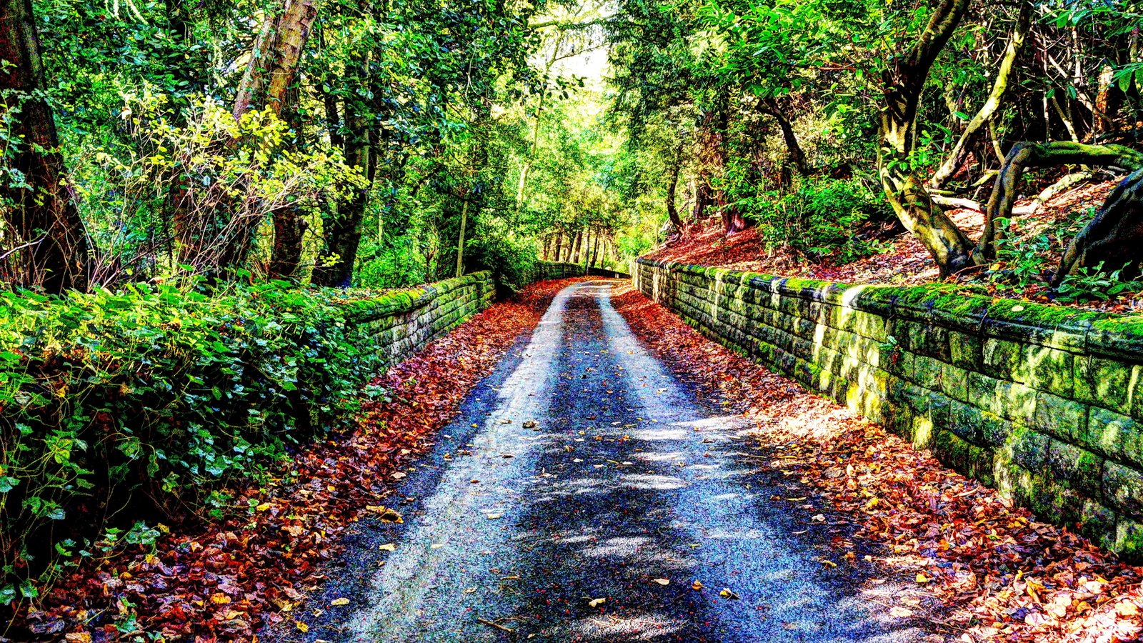 resolution download plant tree the way forward direction 2k 4k 5k 8k