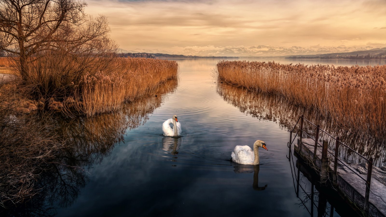 resolution image water animal themes bird vertebrate 2k 4k 5k 8k