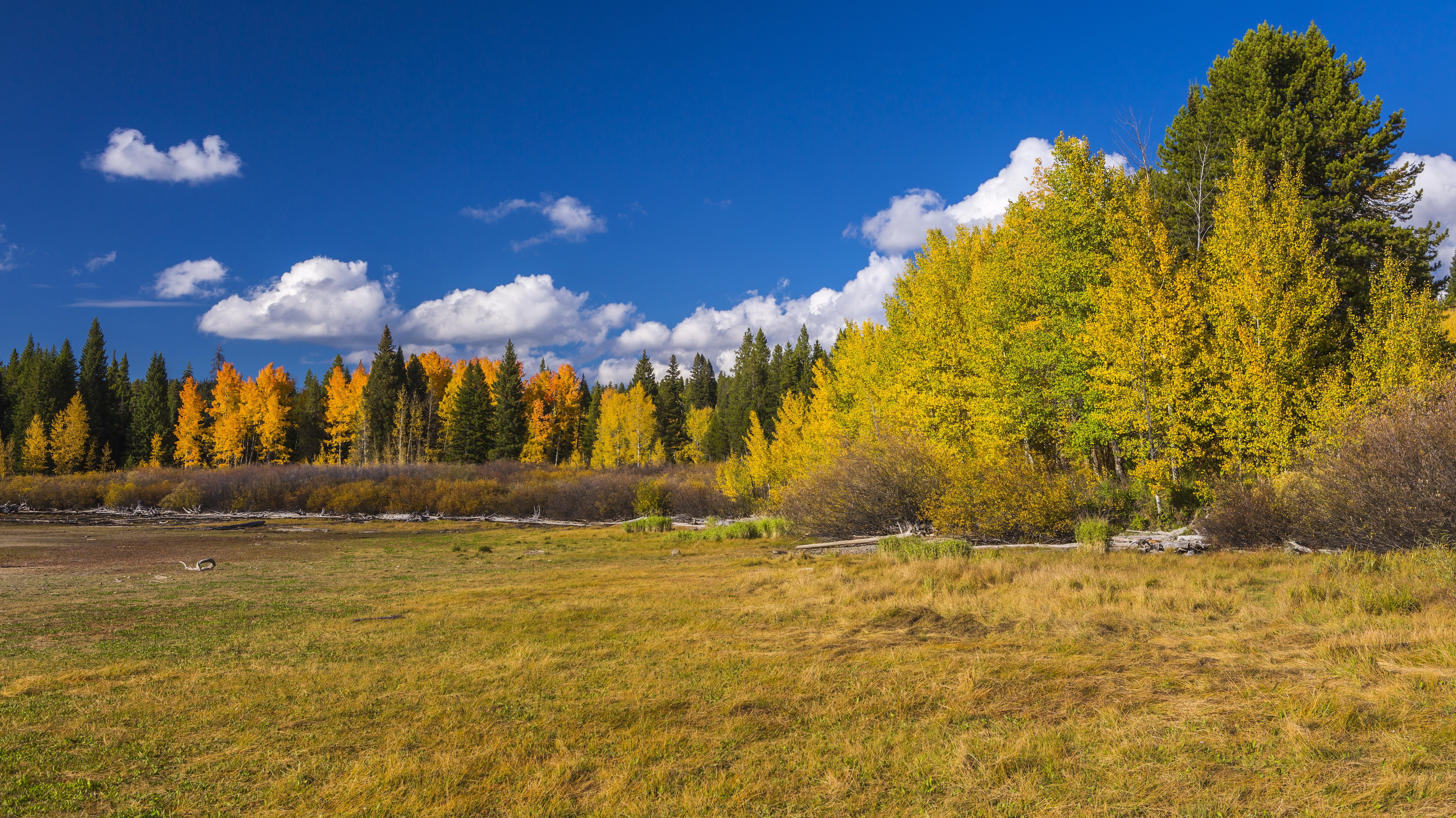 resolution picture plant tree sky land tranquil scene 2k 4k 5k 8k