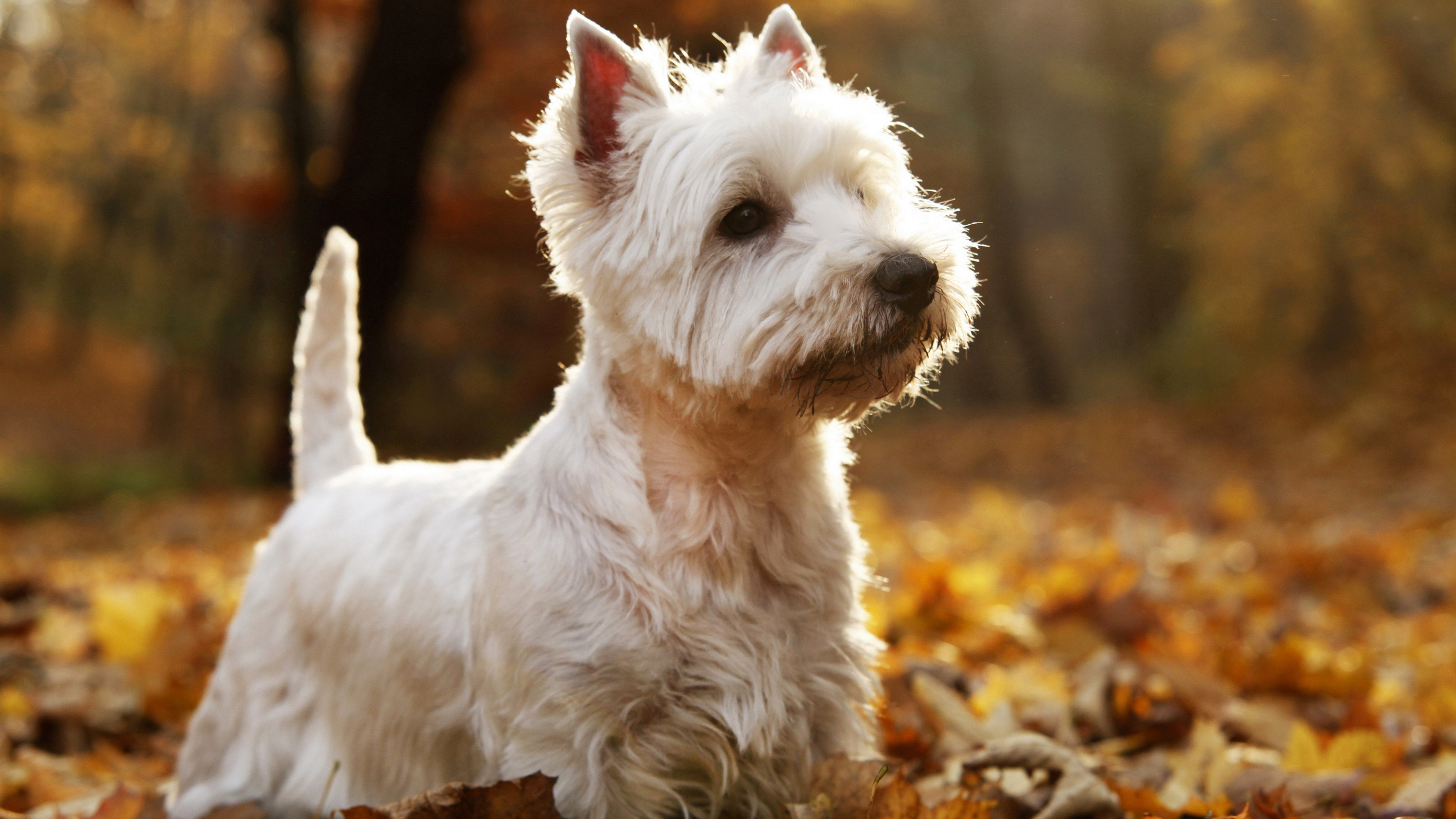 white west highland terrier dog haircut picture domestic animals 2k 4k 5k 8k