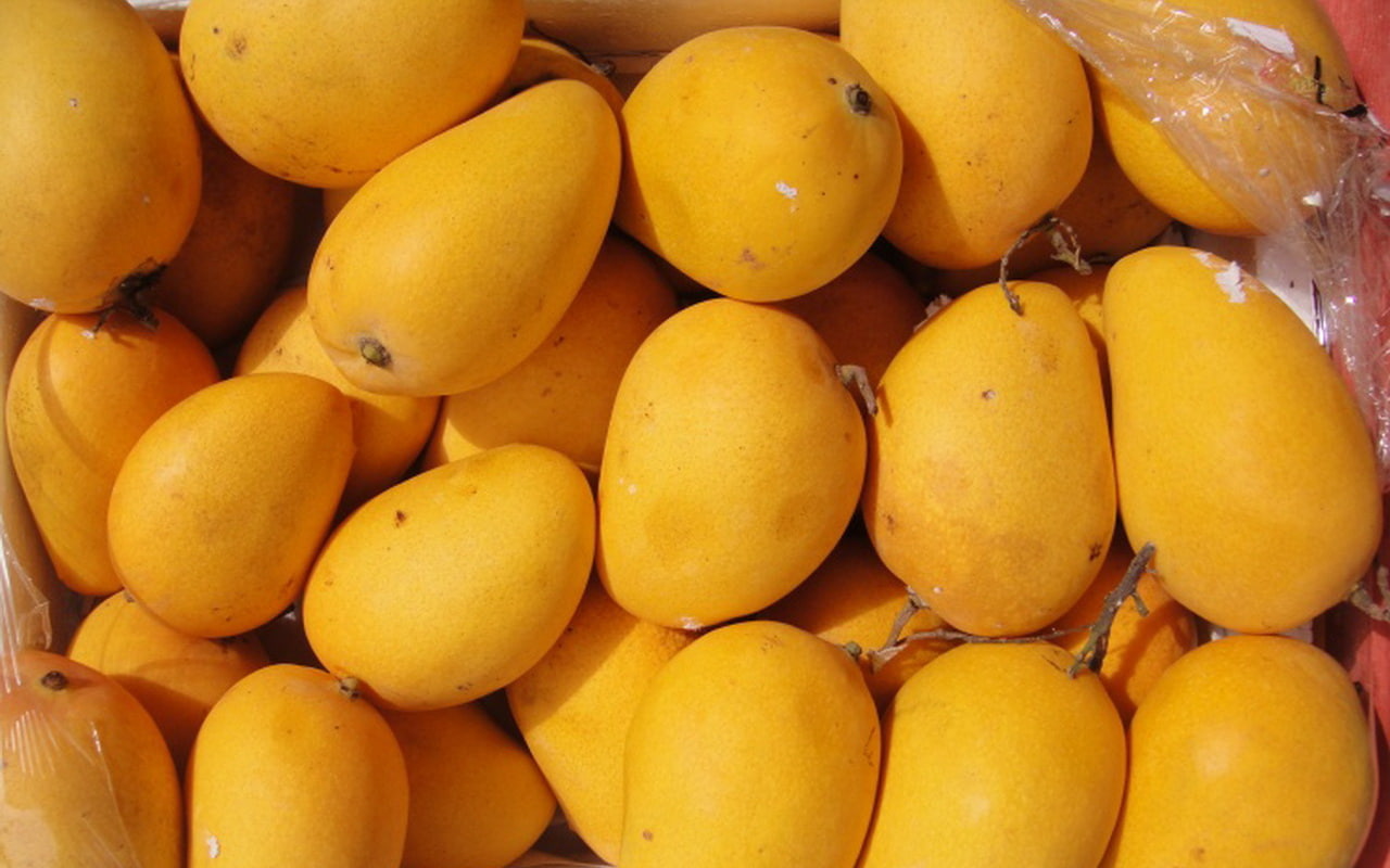 fruit mango nature