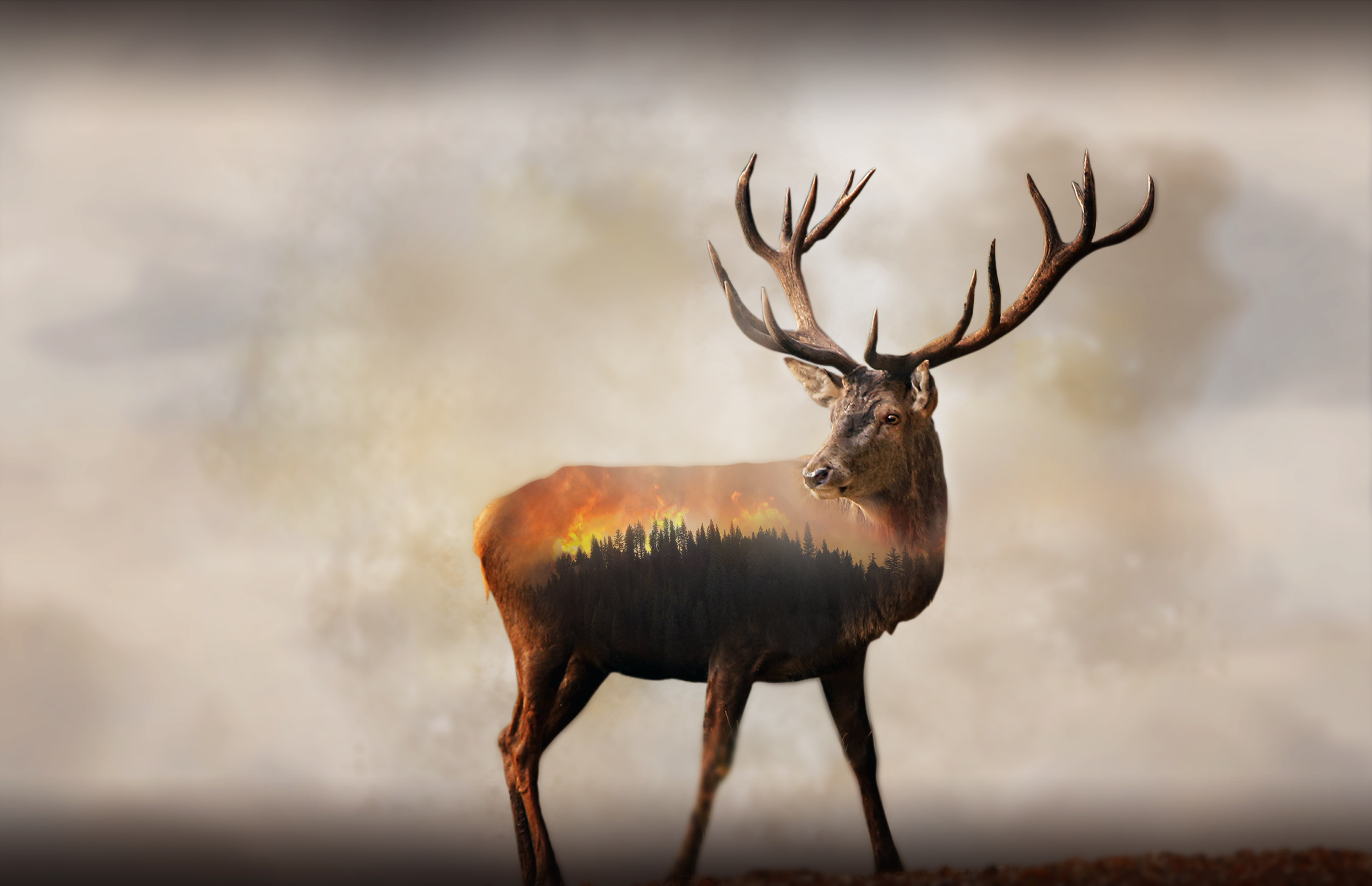 Forest Fire Deer Double exposure 2k 4k 5k