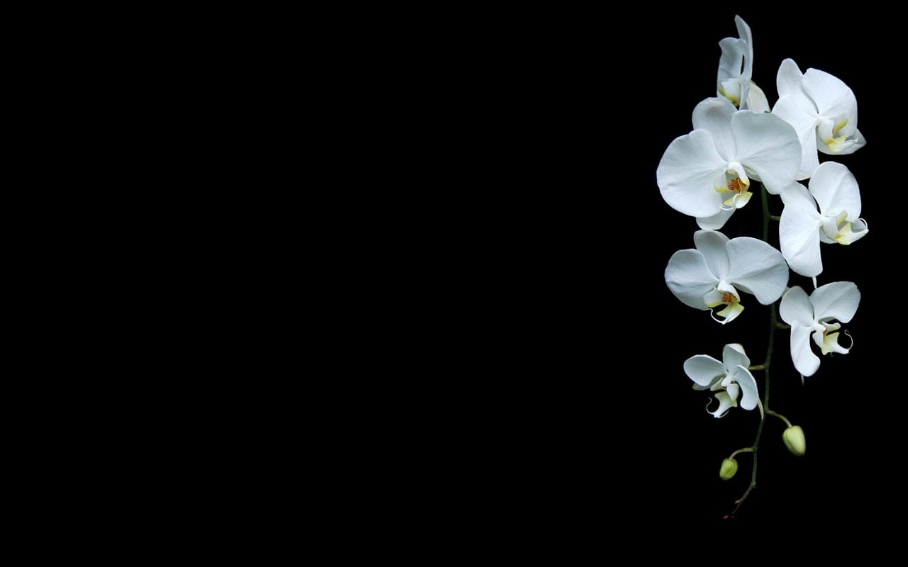 white flowers black background orchids plants flowering plant