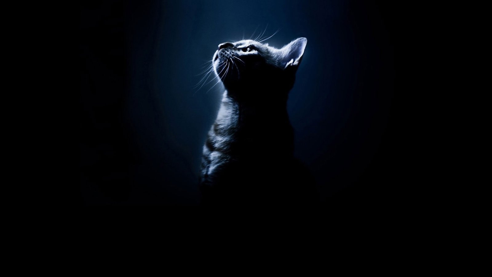 black cats animals silhouette background Animals Cats HD Art 2k
