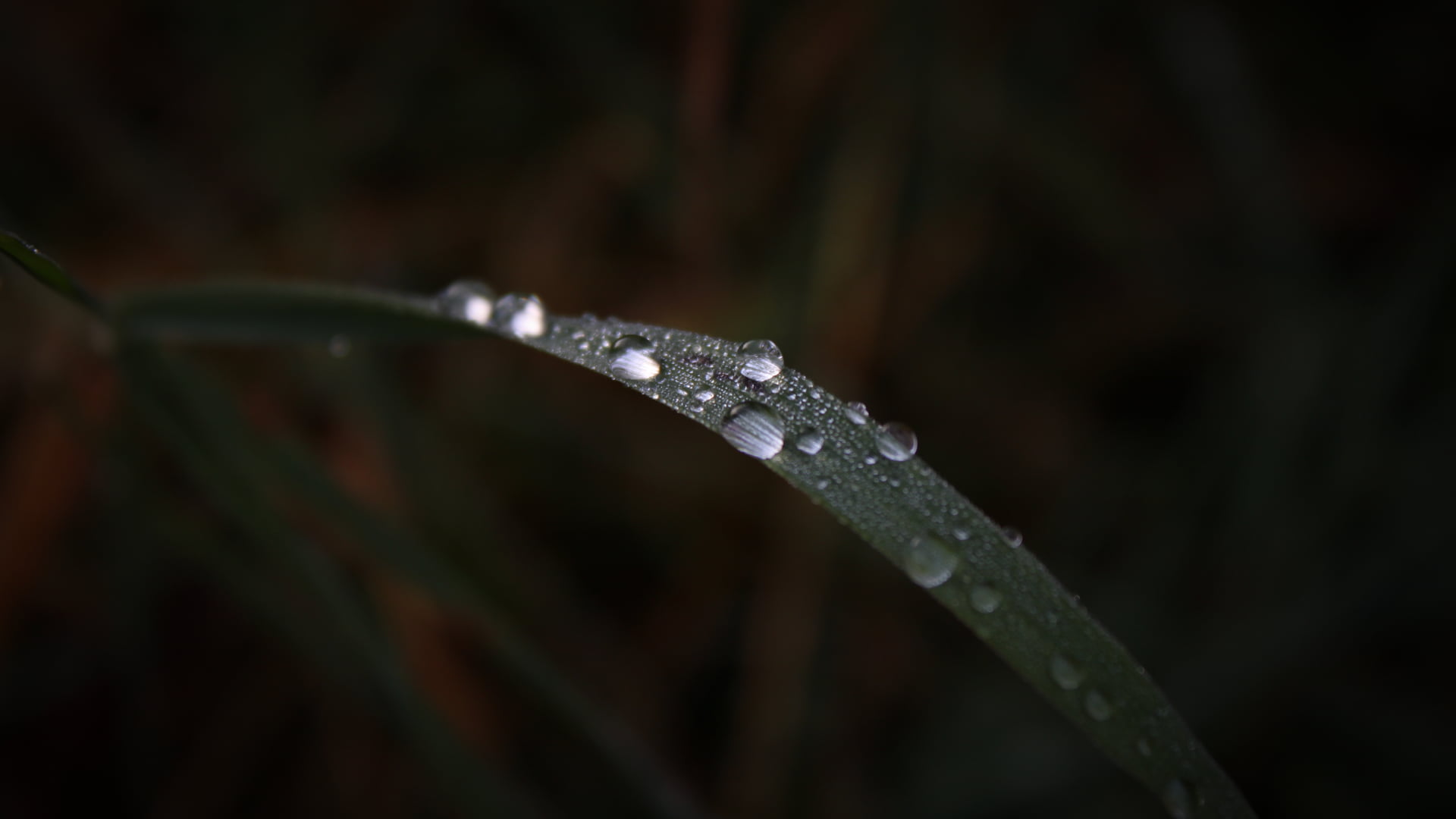 water droplets on green leaf selective focus photography of plant 2k