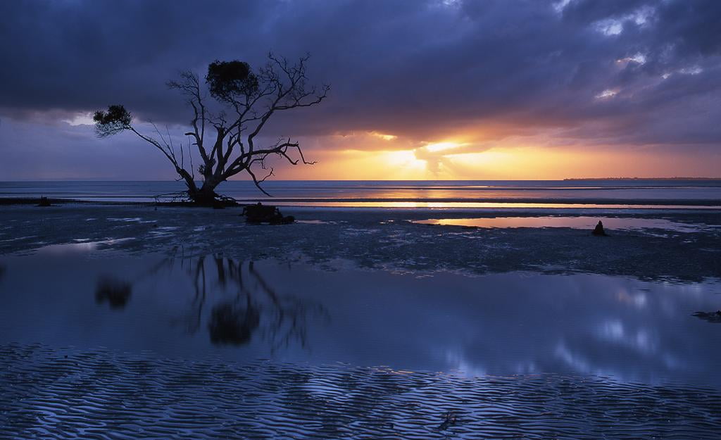 brown bare tree in midst of bosy water Sunrise Beachmere