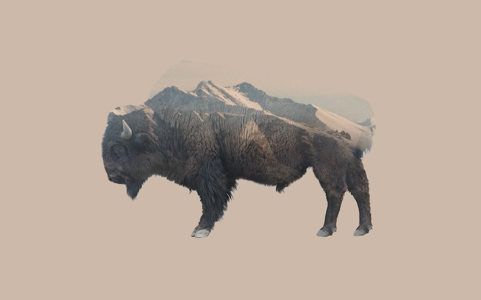 brown bison double exposure animals mountains nature animal themes 2k