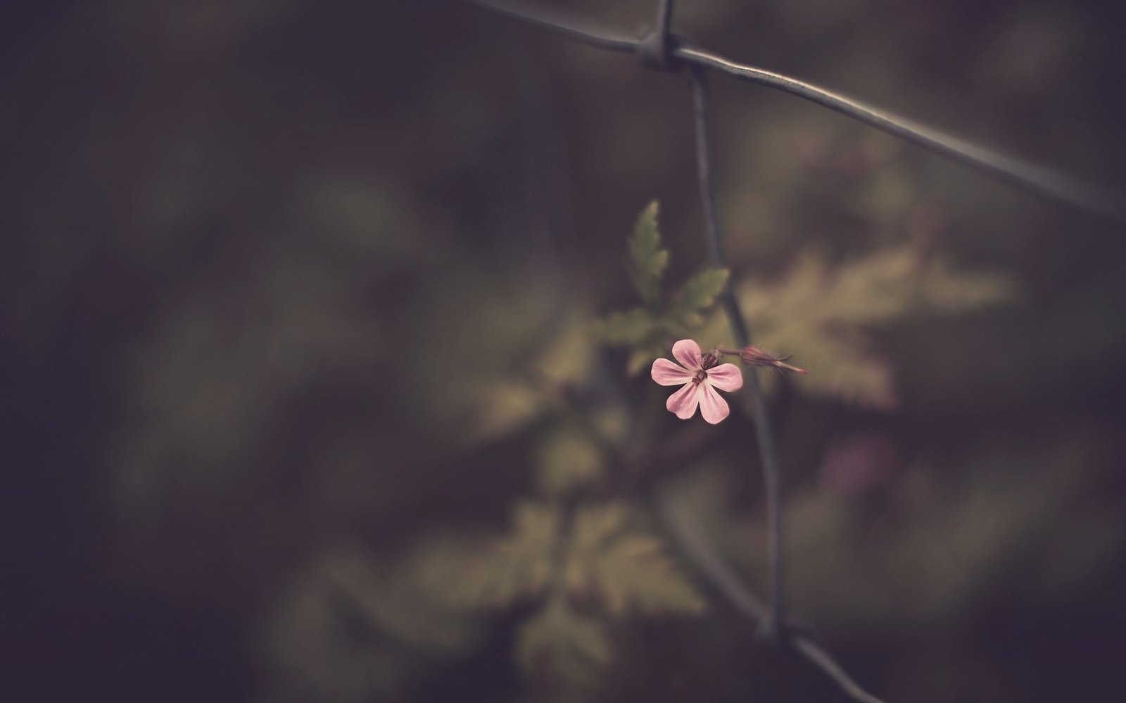 pink Malva flower petaled in closeup photography 2k