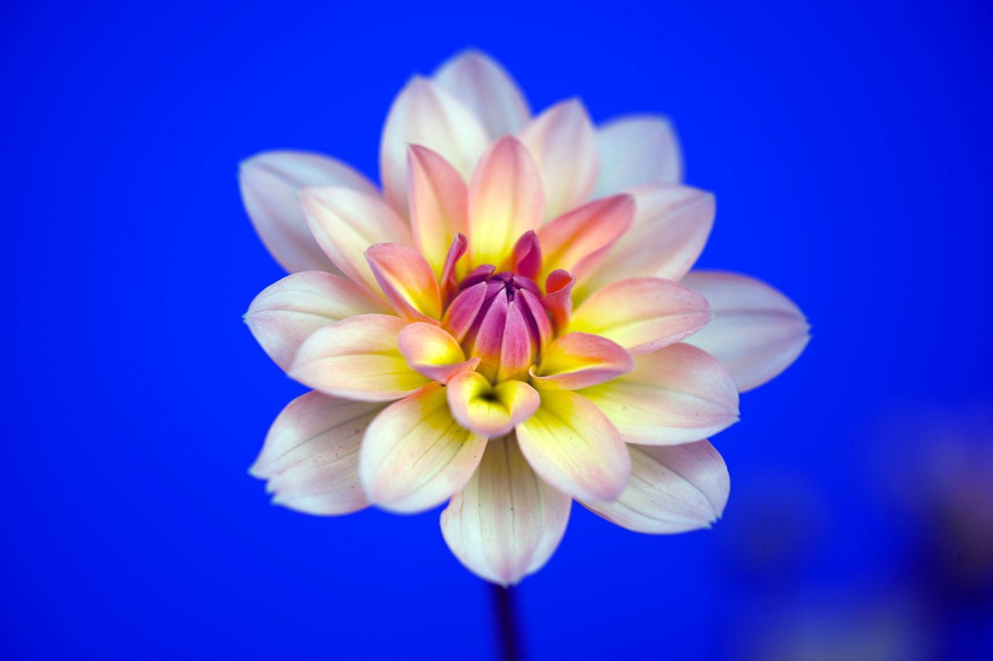 selective focus photography of pink petaled flower Color palette