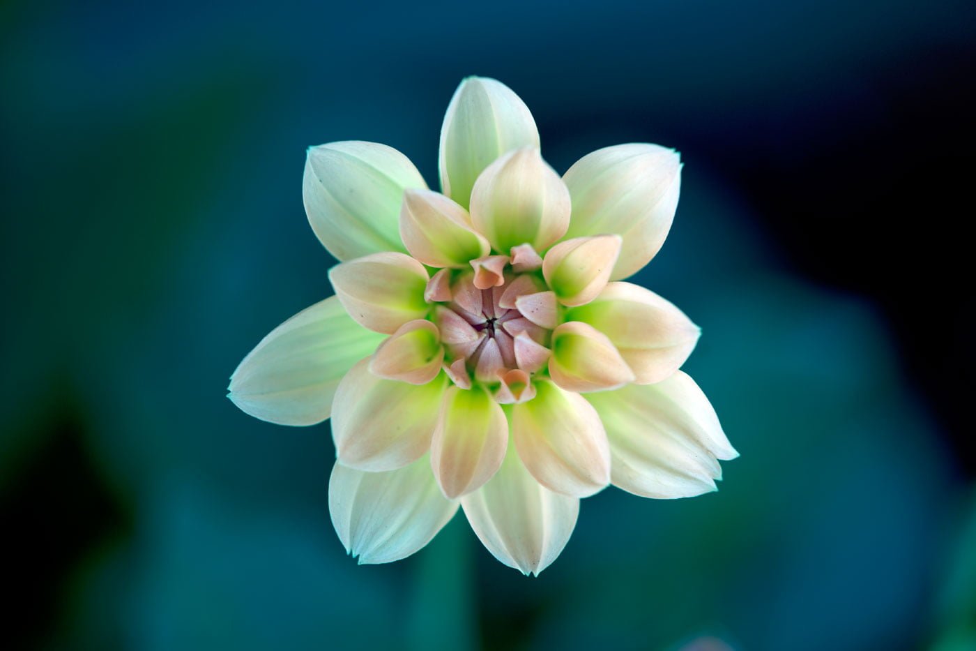shallow focus photography of white and green flower Transparency