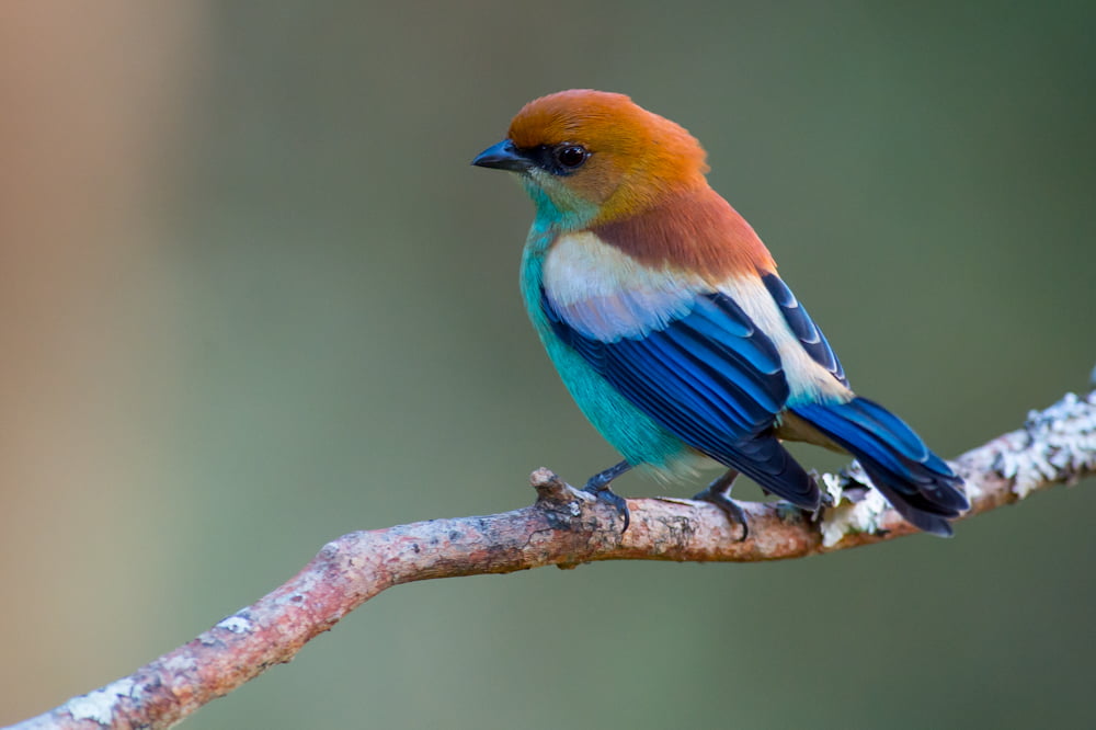 yellow and blue bird Tangara preciosa Chestnut backed Tanager