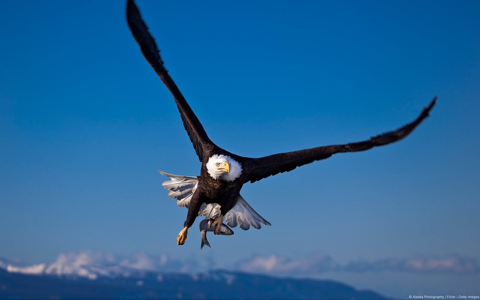 black and white bald eagle animals nature landscape birds 2k