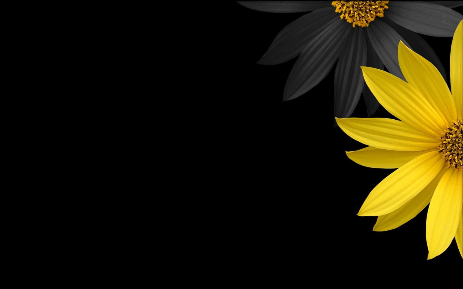 black minimalistic flowers yellow flower petals background Nature Flowers HD Art 2k