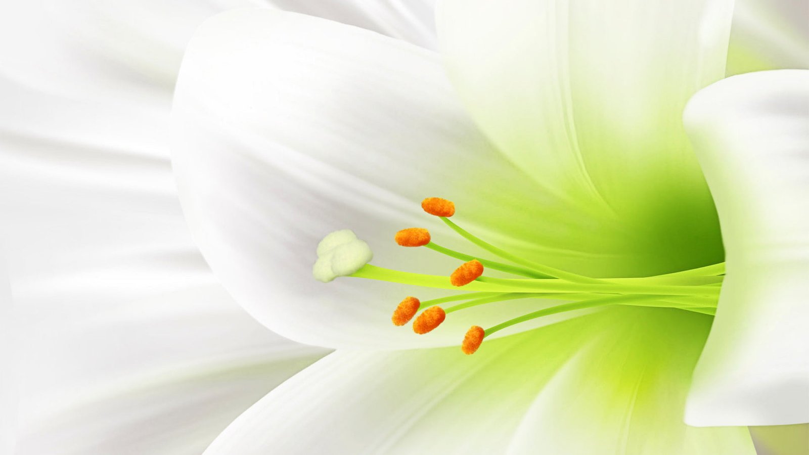 flower lily design floral art plant flowers decoration 2k