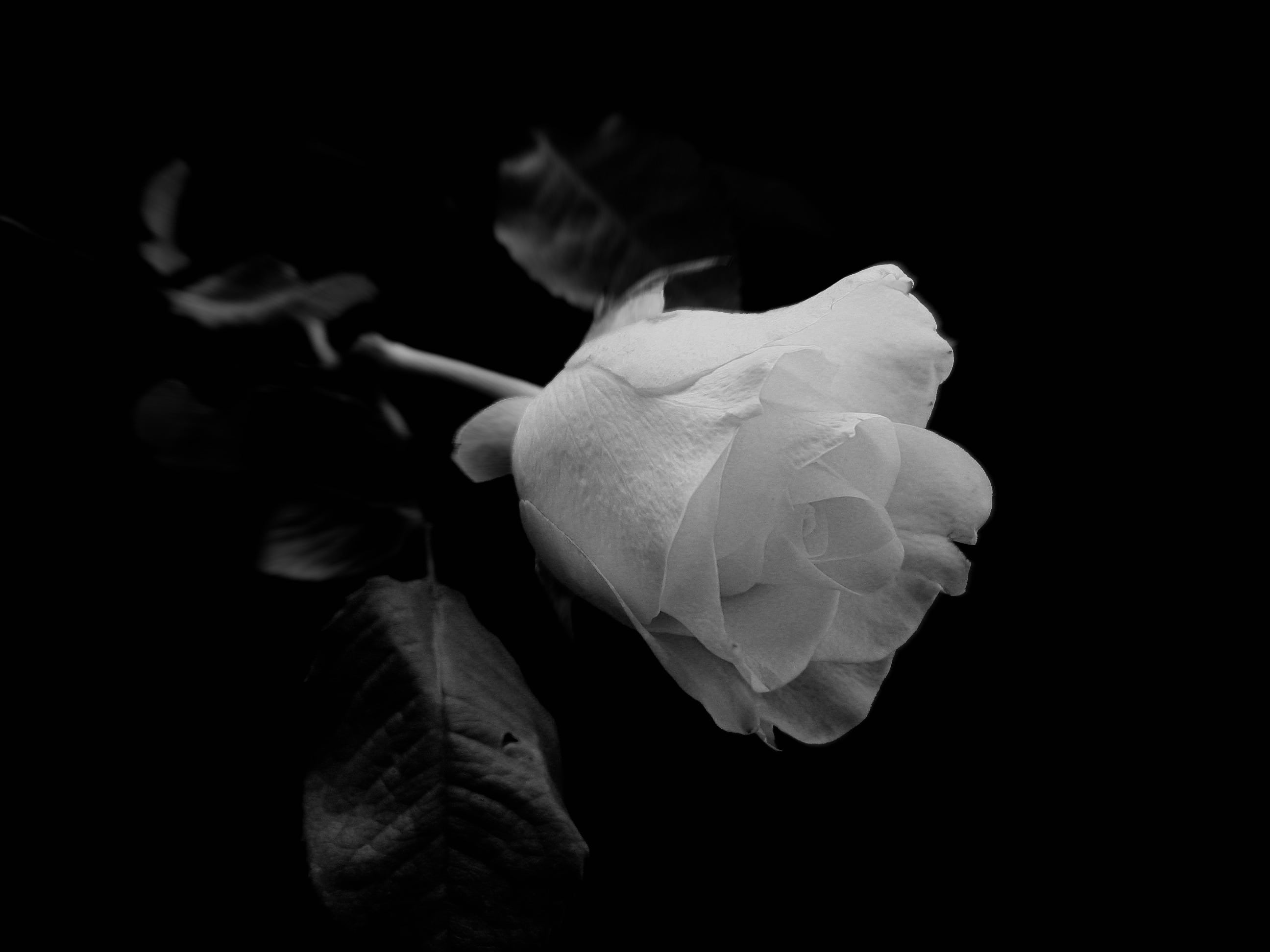 grayscale photography of rose flower white roses black background 2k