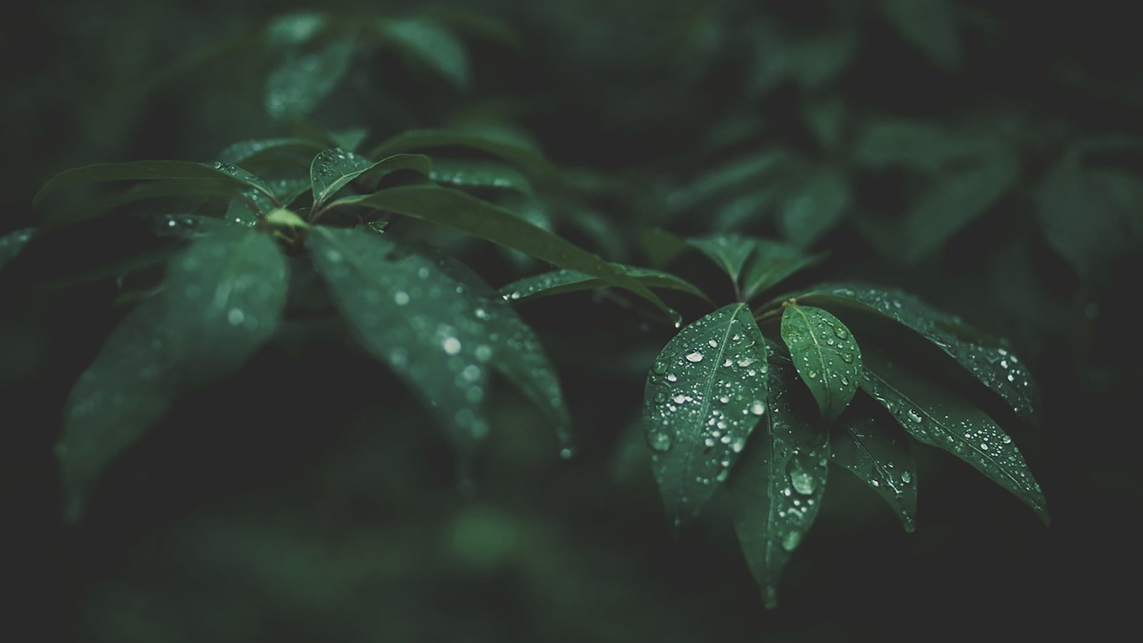 green leaf plant selective focus photograph of leaves with water dew 2k