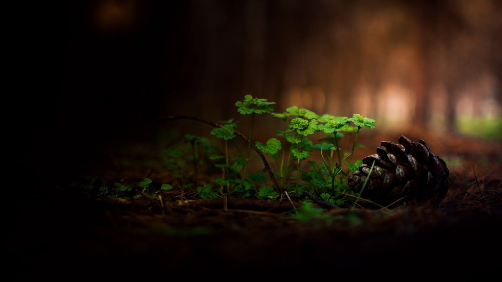 green leafed plant shallow focus photography of plants 2k
