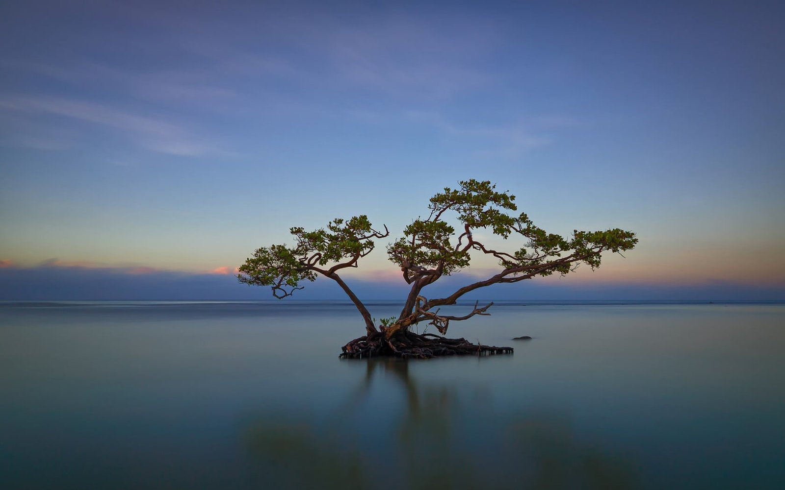 green leafed tree nature landscape trees water island horizon 2k