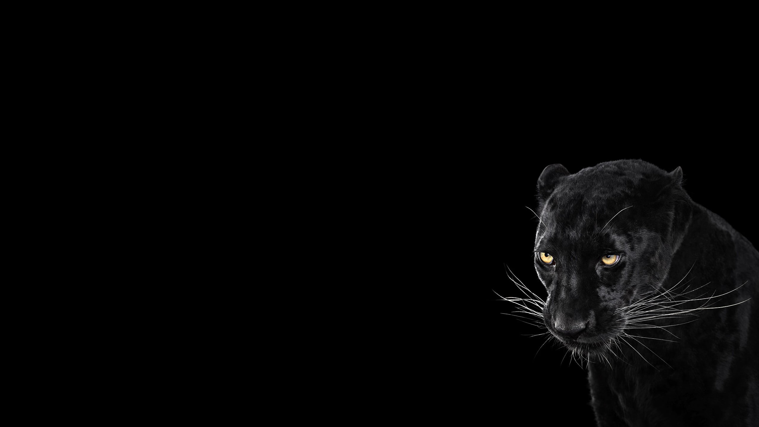 Panther Black Background Cool Animal 2k