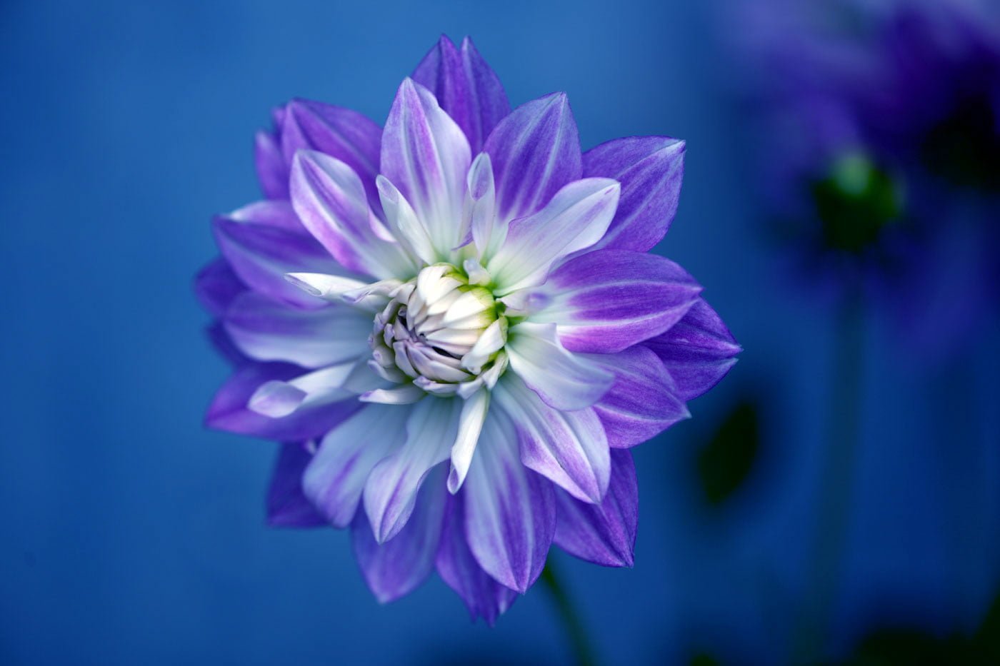 photography shallow focus flower dahlia fading colors