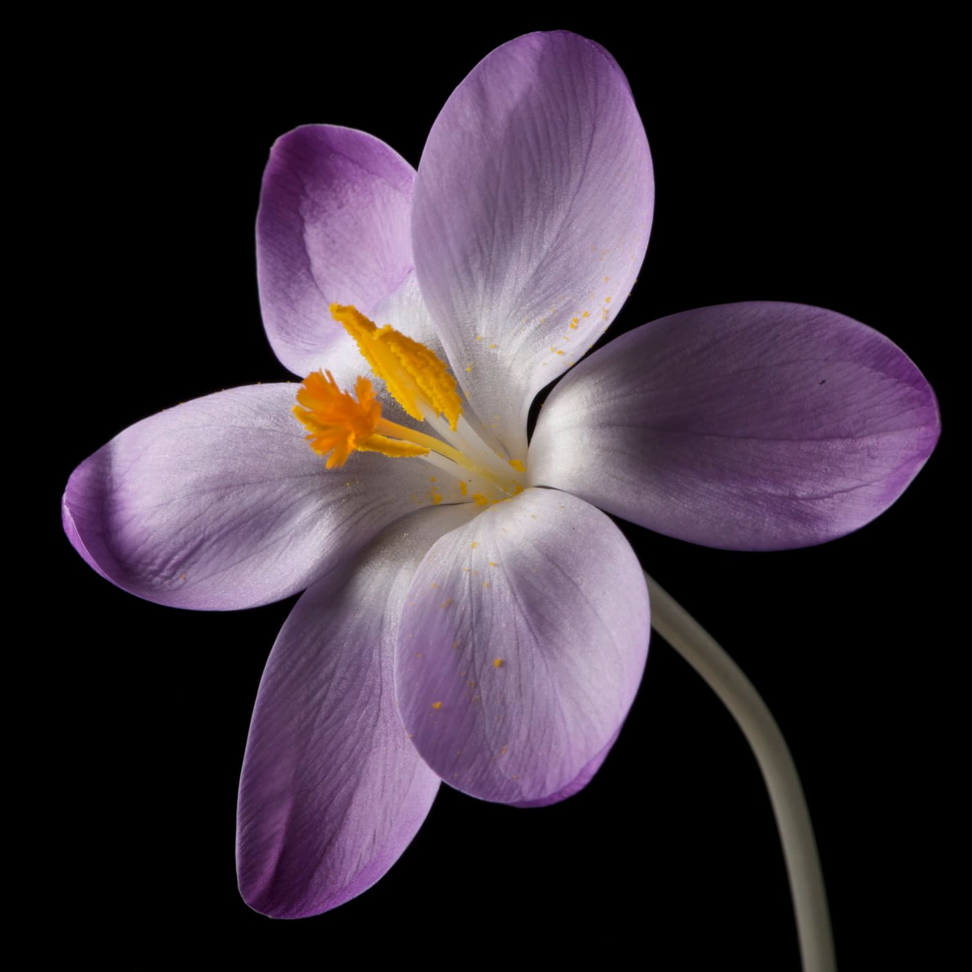 purple Crocus flower in bloom close up photo crocus Series
