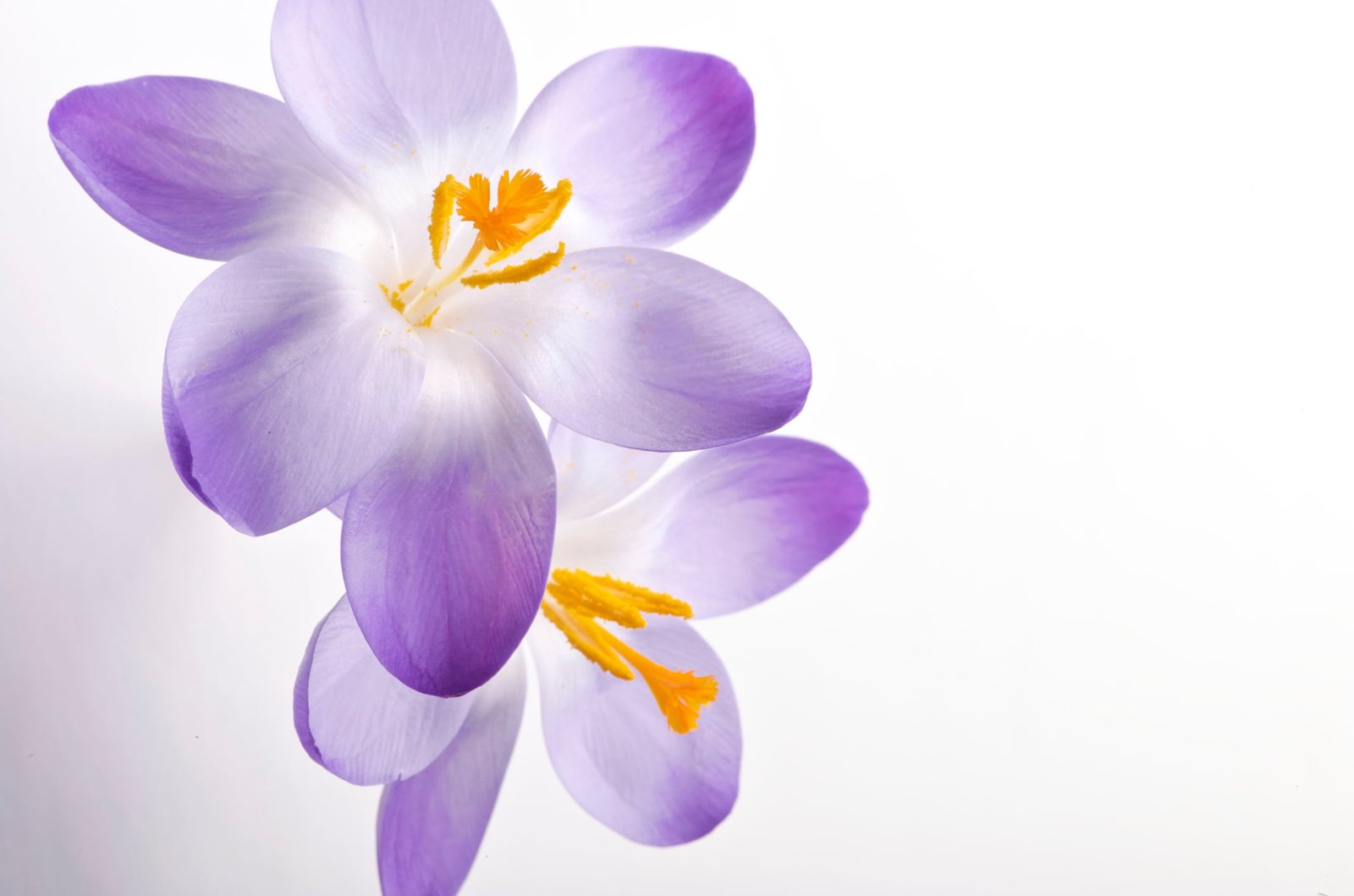 purple white flowers crocus Series Yellow Art Graphics 2k