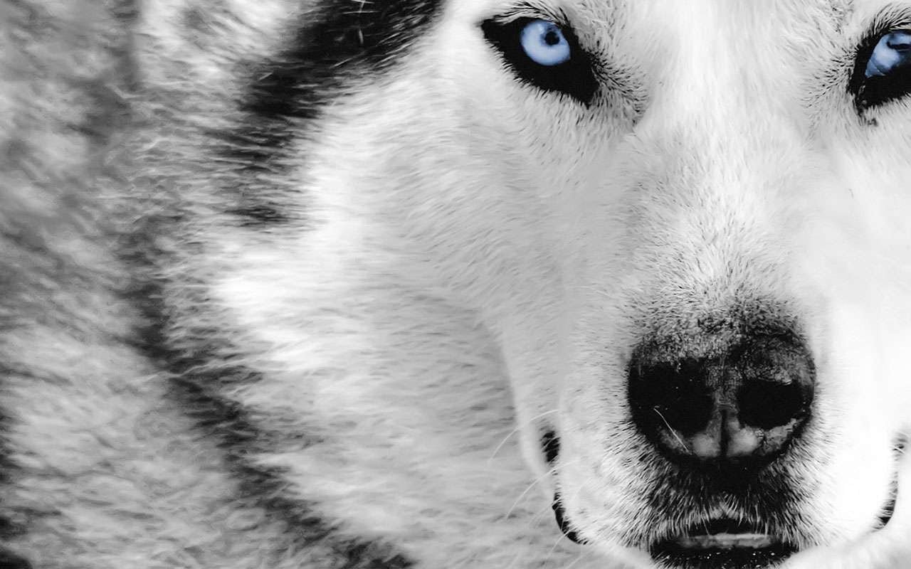 Siberian Husky nature animals wolf selective coloring one animal