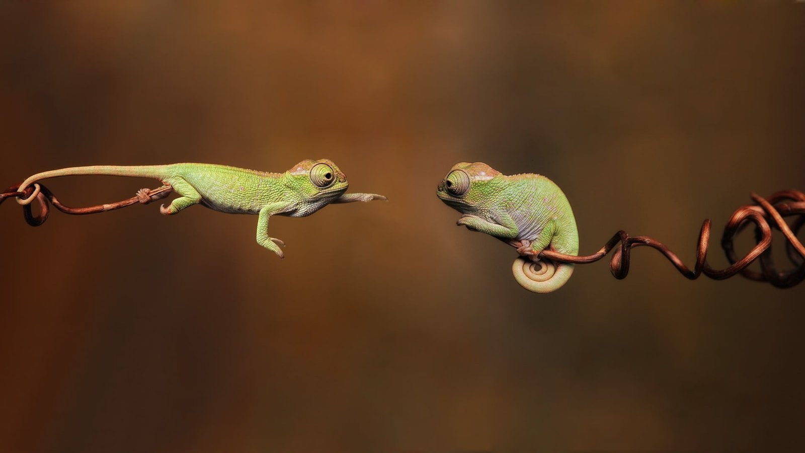 two green chamelions bokeh photo of chameleons during daytime 2k