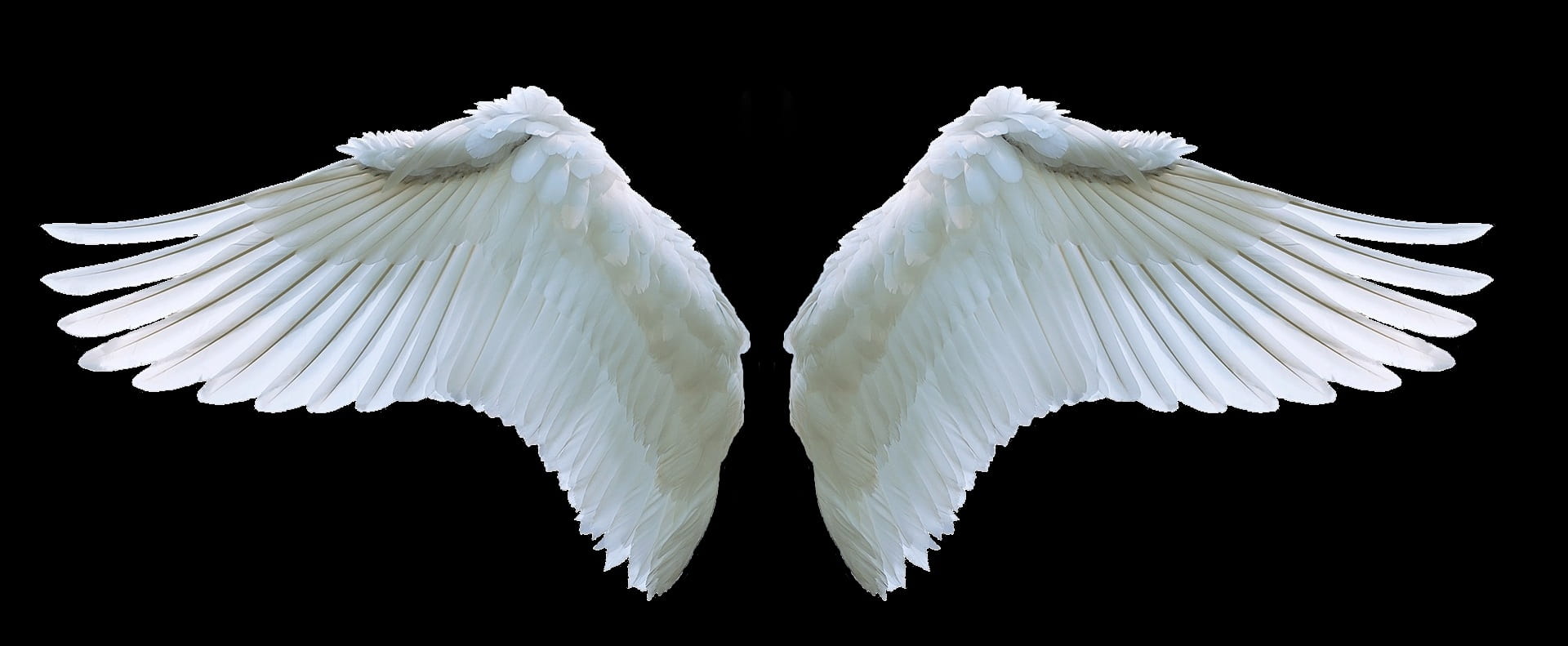two white wings angel swan swing feather symbol fly color 2k