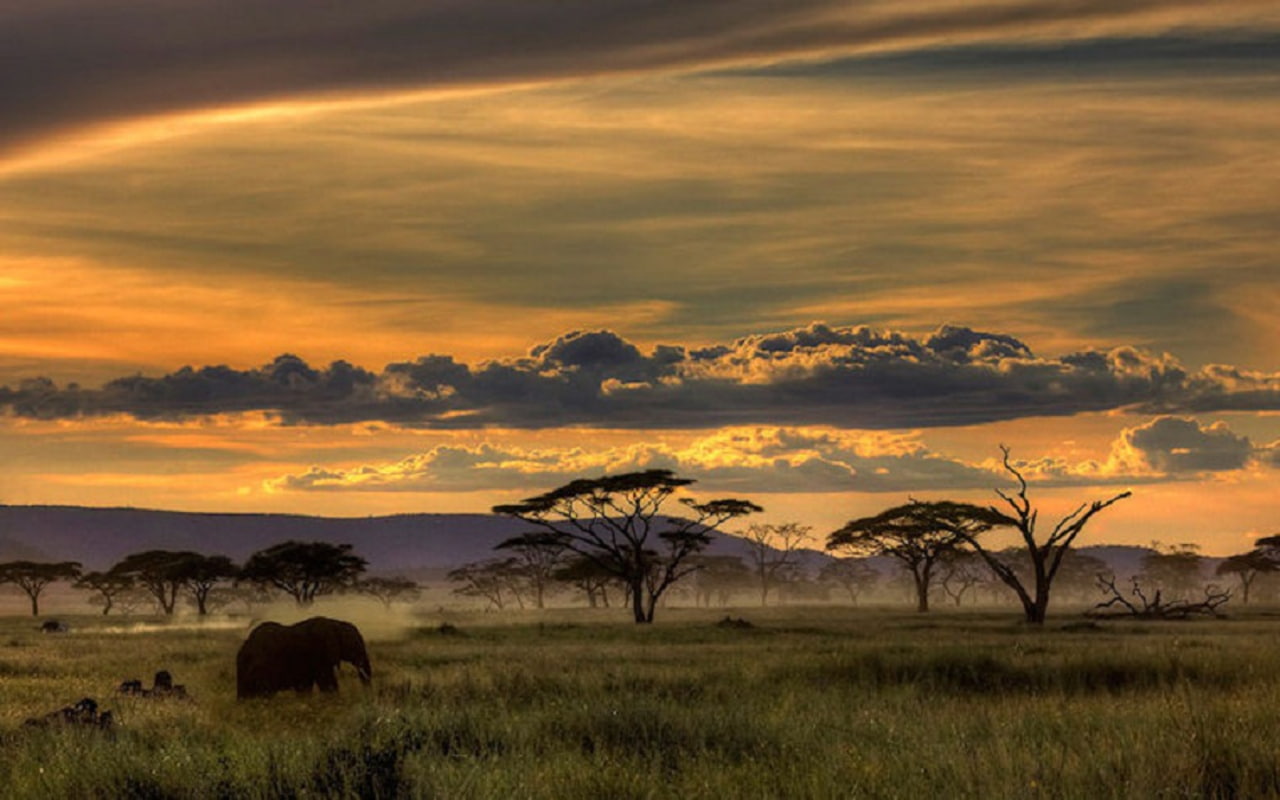 African Safari Animals Trees Sunset Grass Clouds Nature Landscape