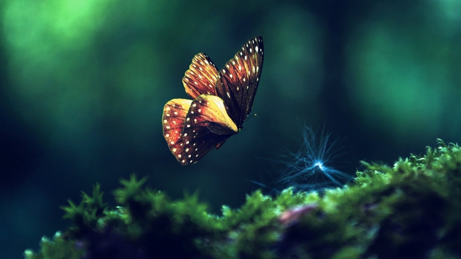 brown and beige butterfly close up photography of black yellow 2k