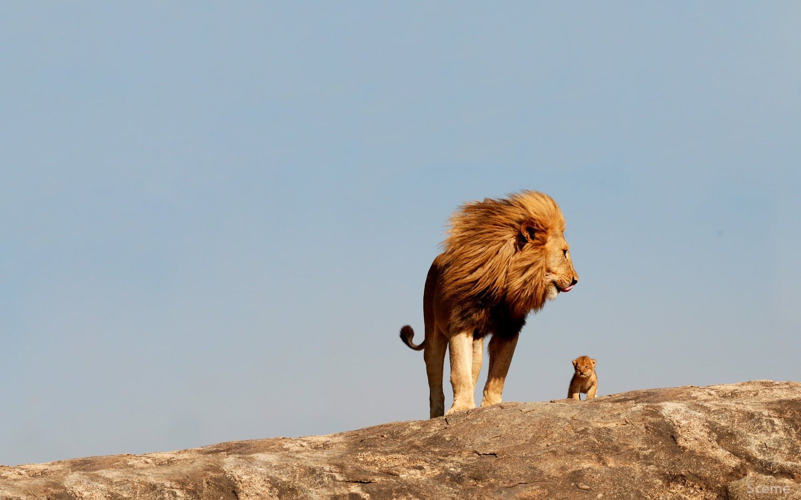 brown lion and cub nature animals animal themes vertebrate 2k