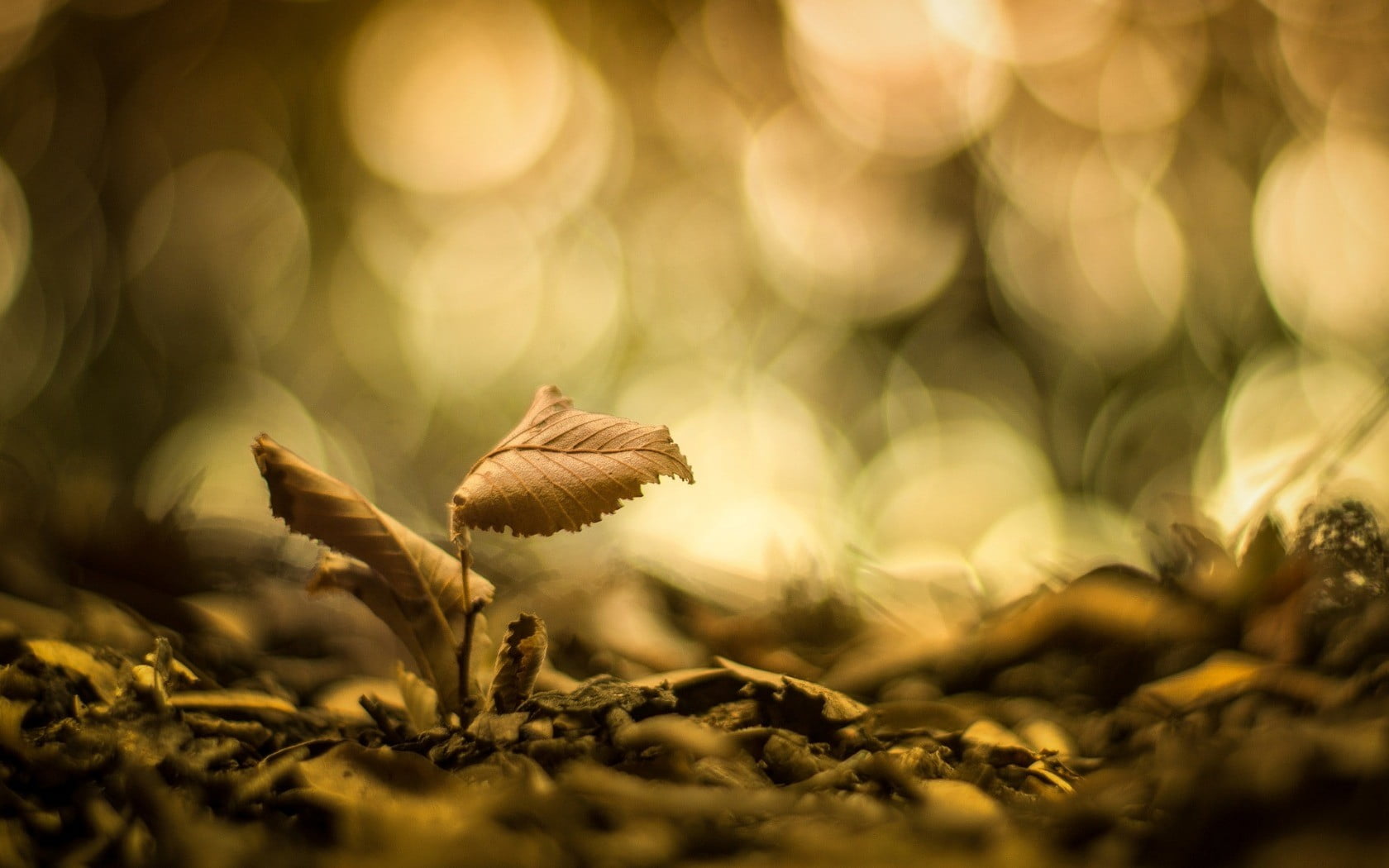 dried leaf brown withered plant macro nature leaves 2k