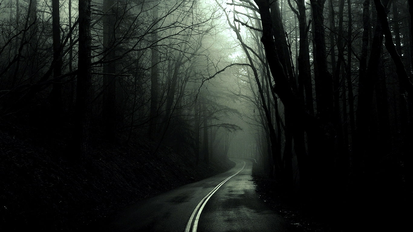 forest fog roads Nature Forests HD Art
