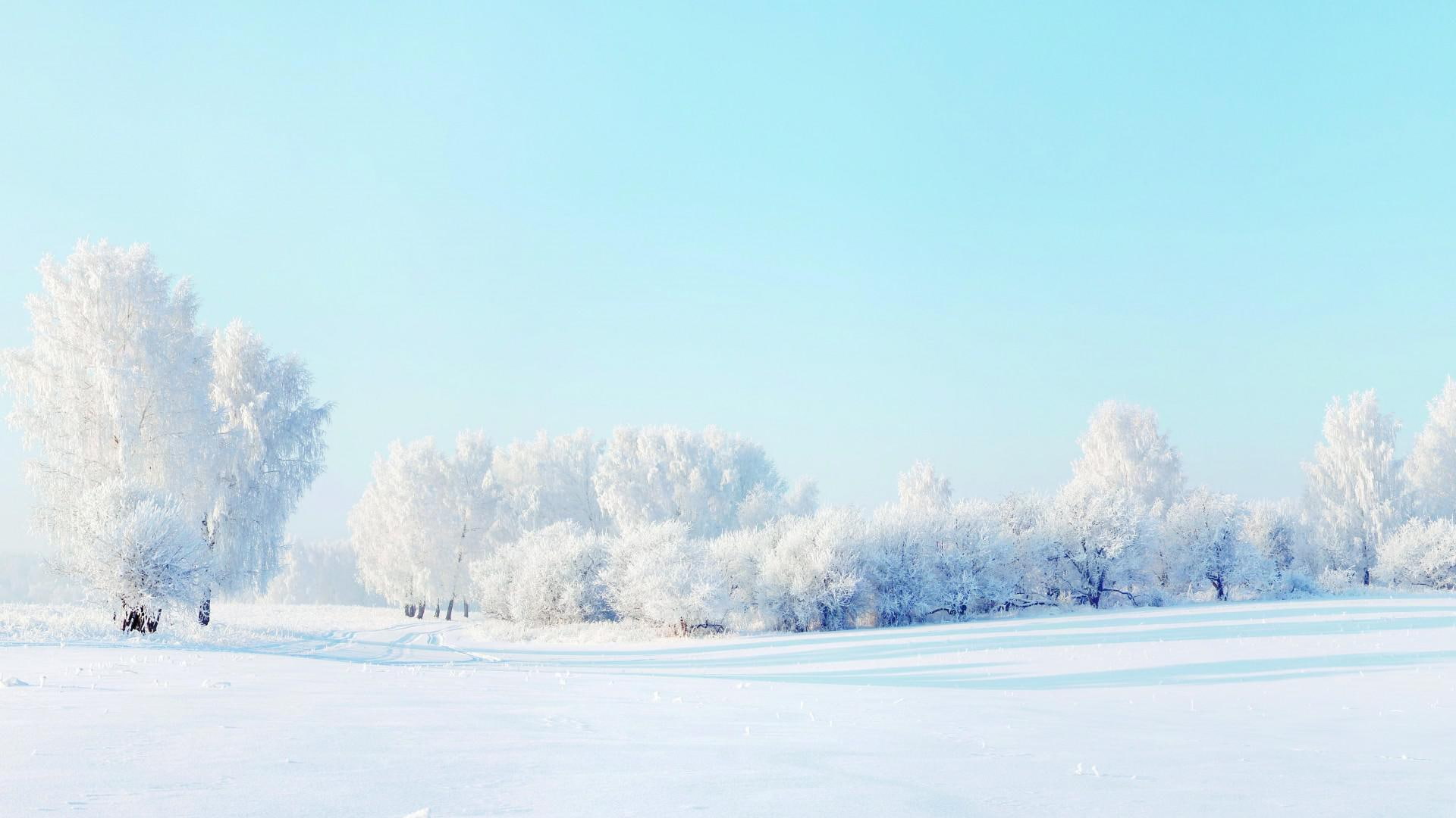 Forest winter snow trees scenery covered during daytime 2k
