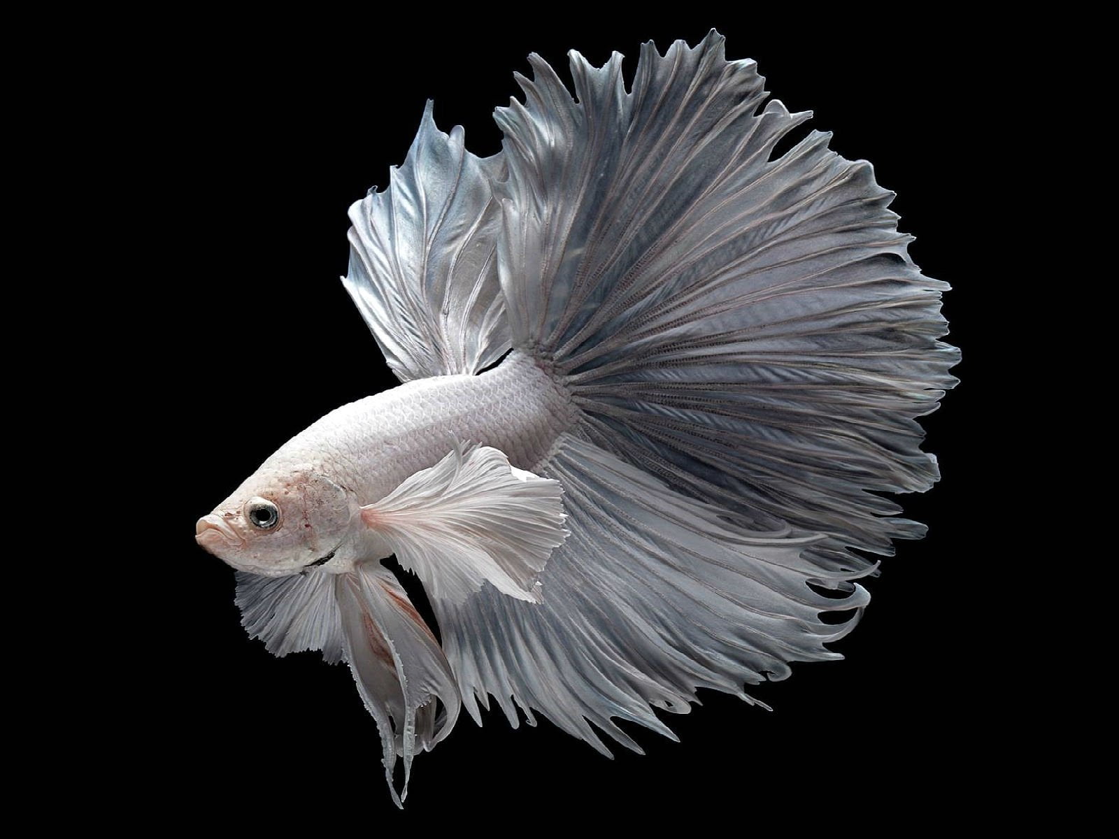 Animal Betta Siamese Fighting Fish animal themes vertebrate 2k