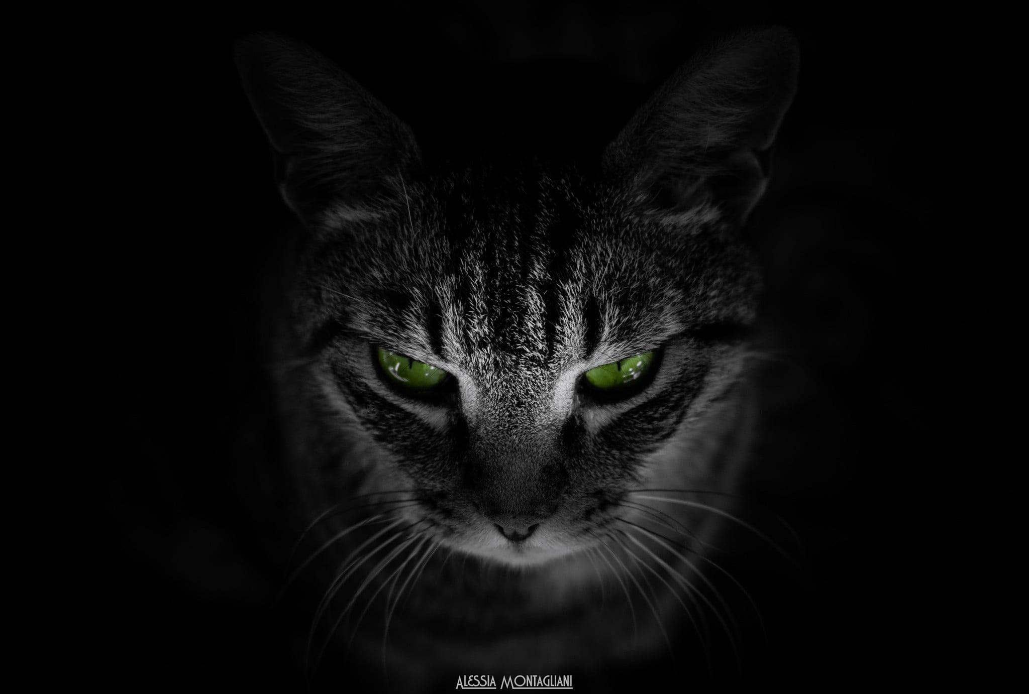gray and black tabby cat animals background green eyes 2k