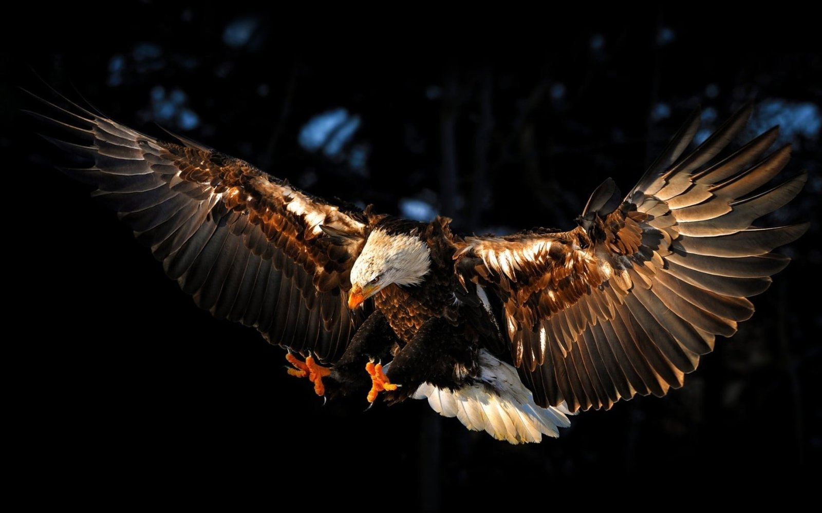 bald eagle animals birds flying animal themes one 2k
