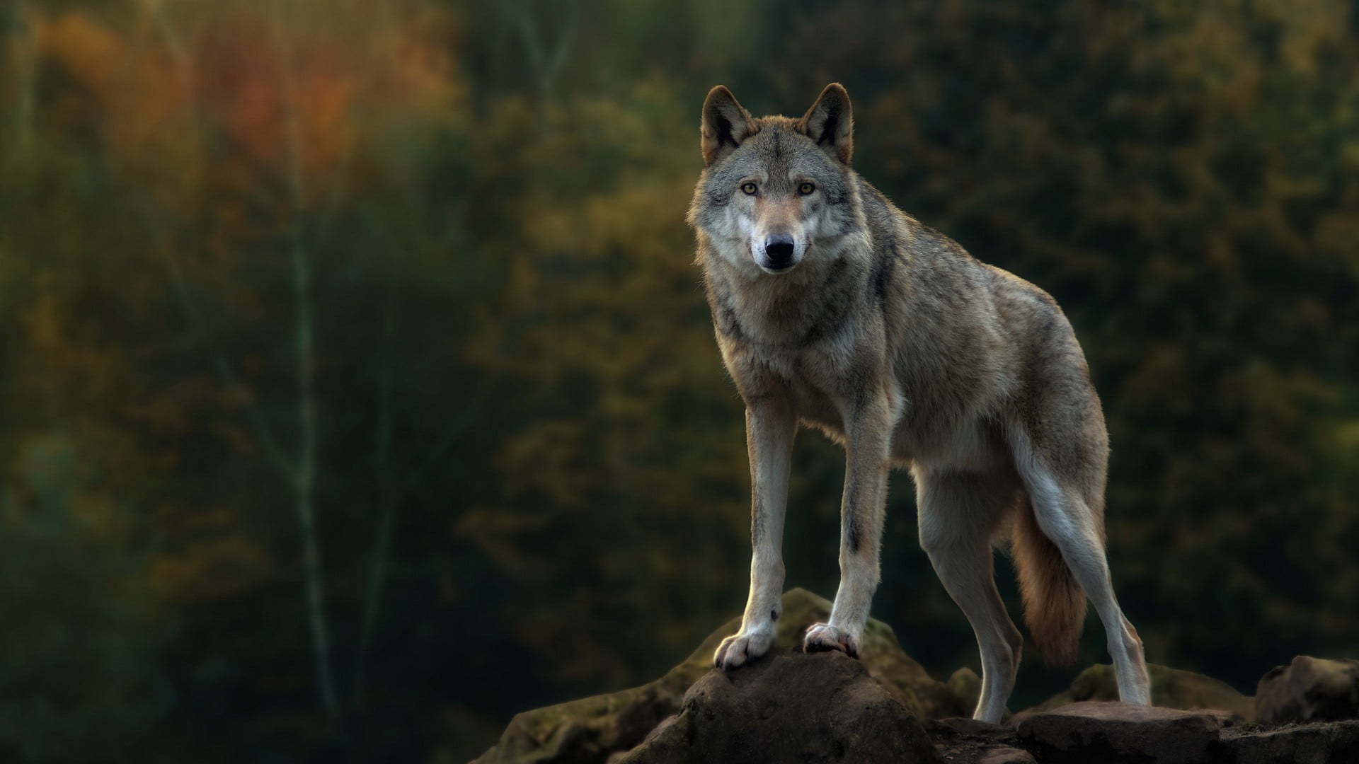 gray wolf animal themes mammal wildlife one 2k
